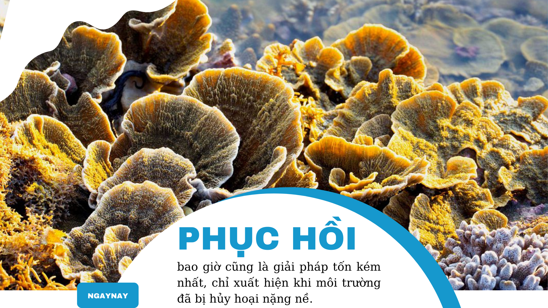 ‘Sức khỏe’ đại dương đang gặp nguy hiểm - Bài 2: Cứu đại dương bắt đầu từ những rạn san hô ảnh 9