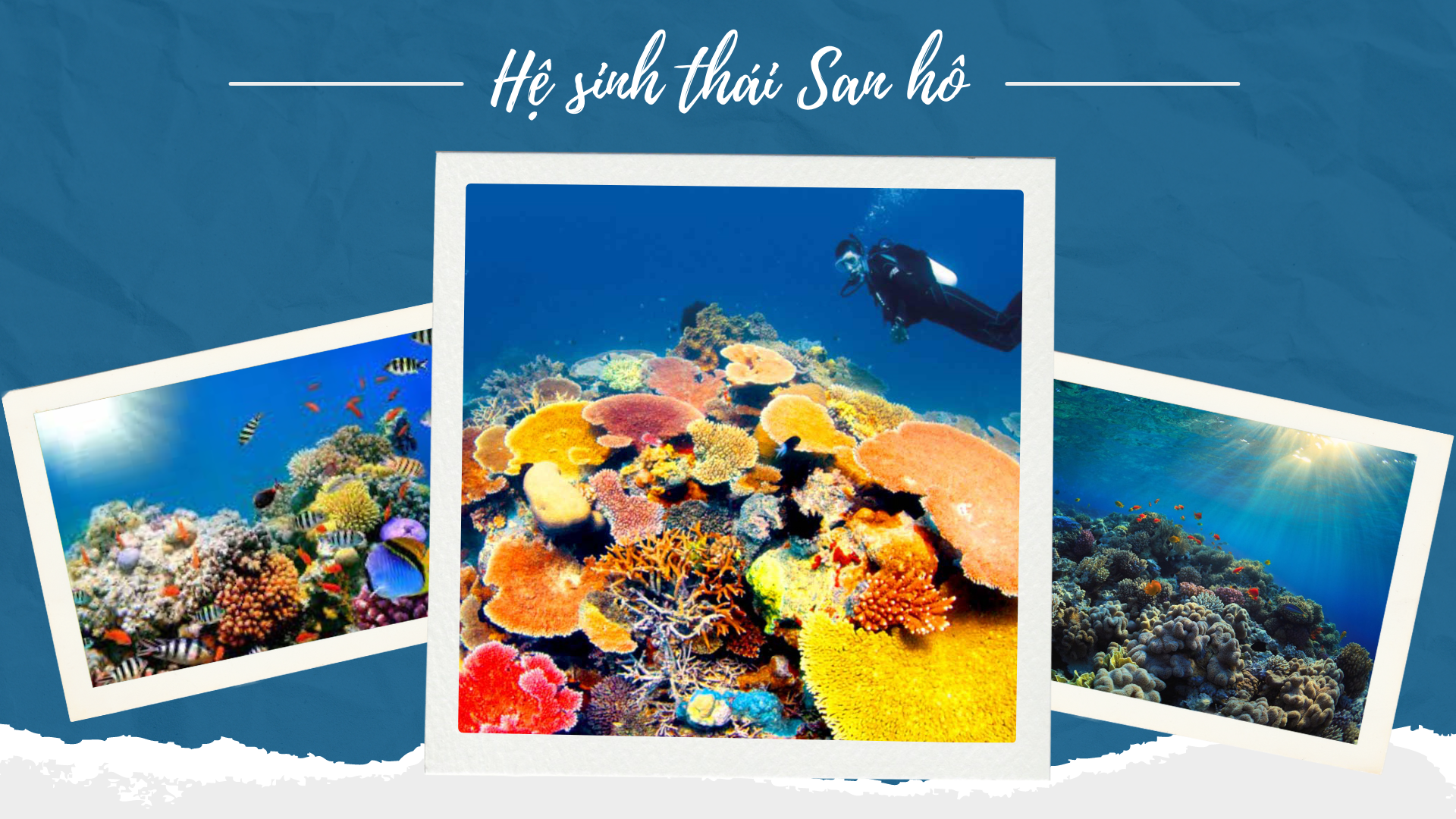 ‘Sức khỏe’ đại dương đang gặp nguy hiểm - Bài 2: Cứu đại dương bắt đầu từ những rạn san hô ảnh 10