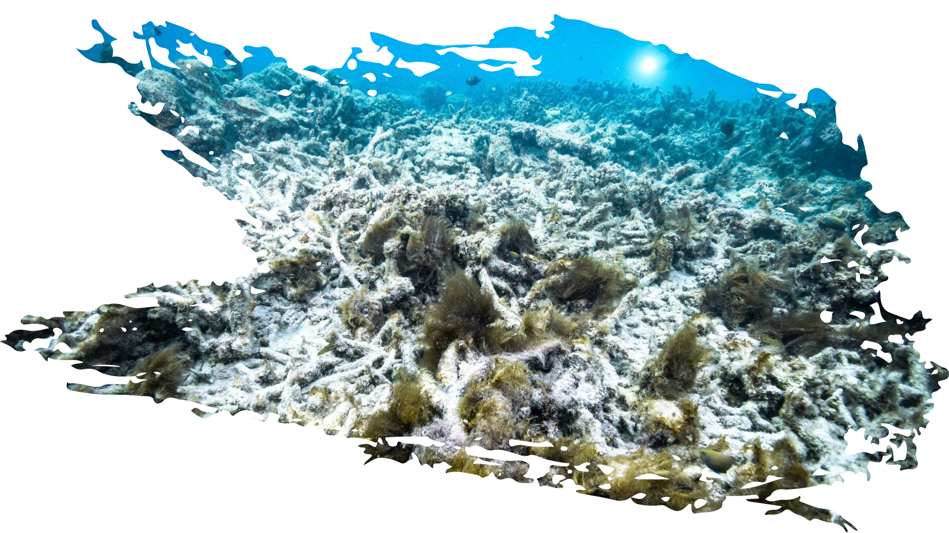 ‘Sức khỏe’ đại dương đang gặp nguy hiểm - Bài 1: Tiền không cứu nổi đại dương?! ảnh 6