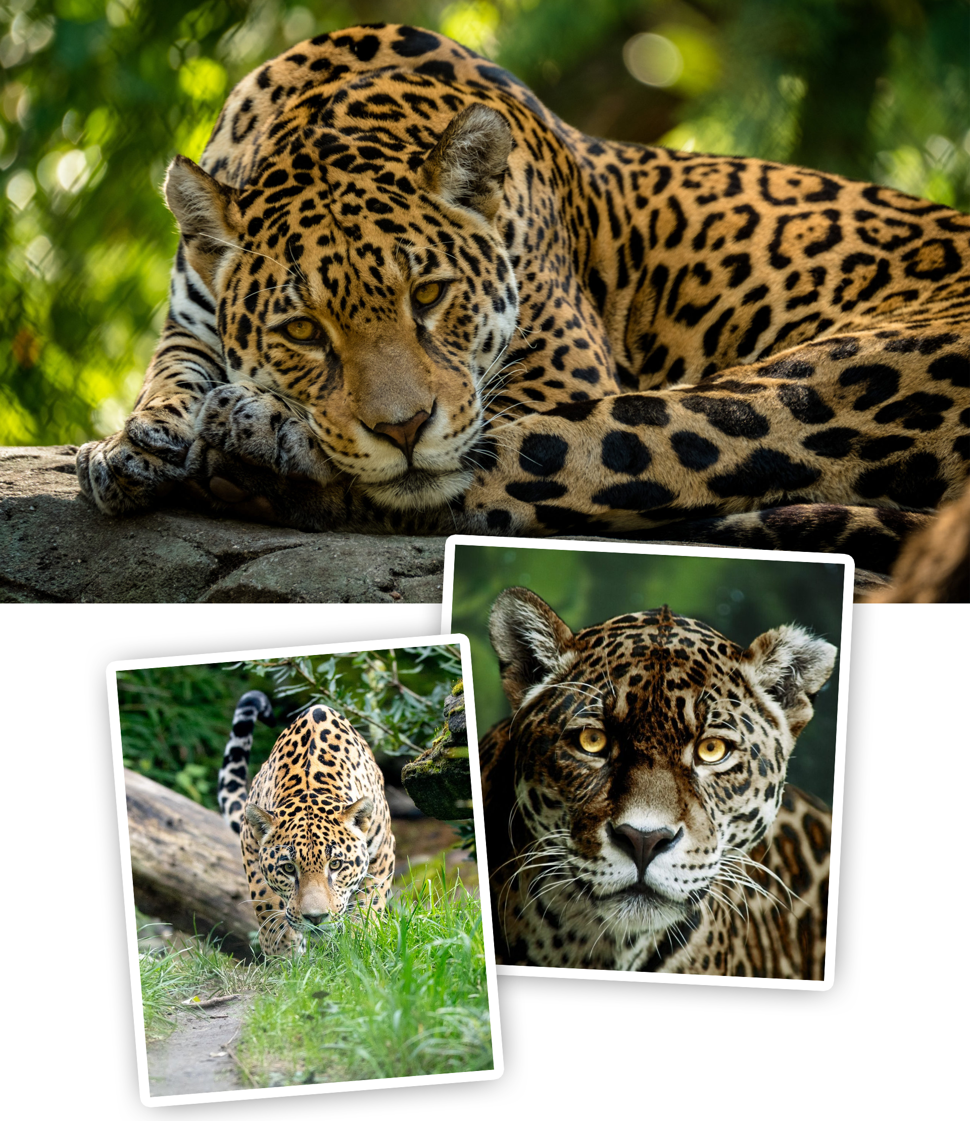 Mặt trái của du lịch là sự biến mất của động vật hoang dã ảnh 6