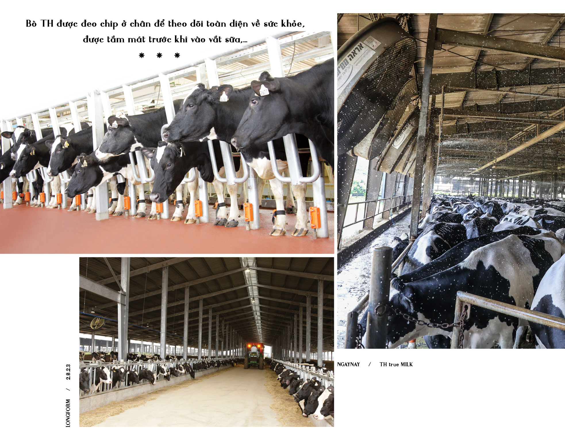 Tự hào về dự án đầu tư khổng lồ, hiện đại và đẳng cấp của người Việt - TH True Milk ảnh 7