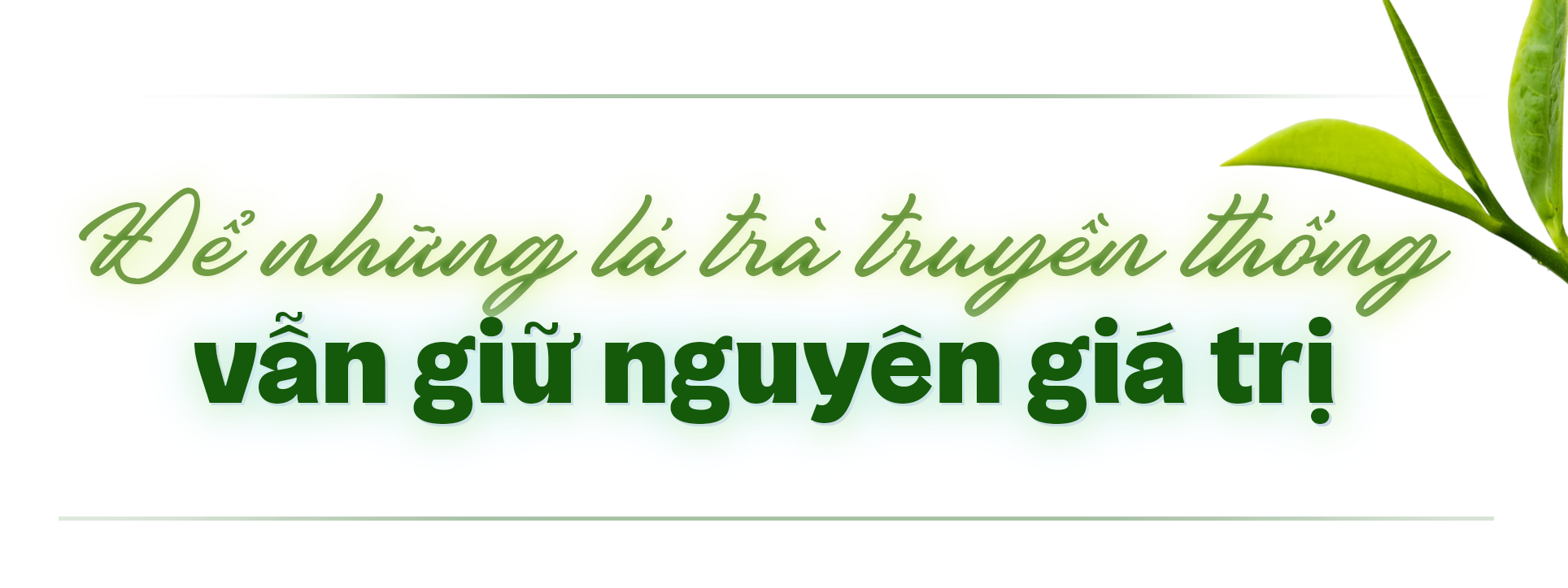 Giữ lửa, góp sương: Hành trình của lá trà truyền thống vươn ra thế giới ảnh 8