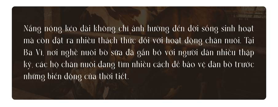 Bò sữa Ba Vì gồng mình chống chọi với nắng nóng do biến đổi khí hậu ảnh 1