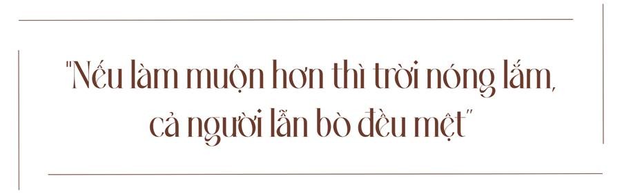 Bò sữa Ba Vì gồng mình chống chọi với nắng nóng do biến đổi khí hậu ảnh 3