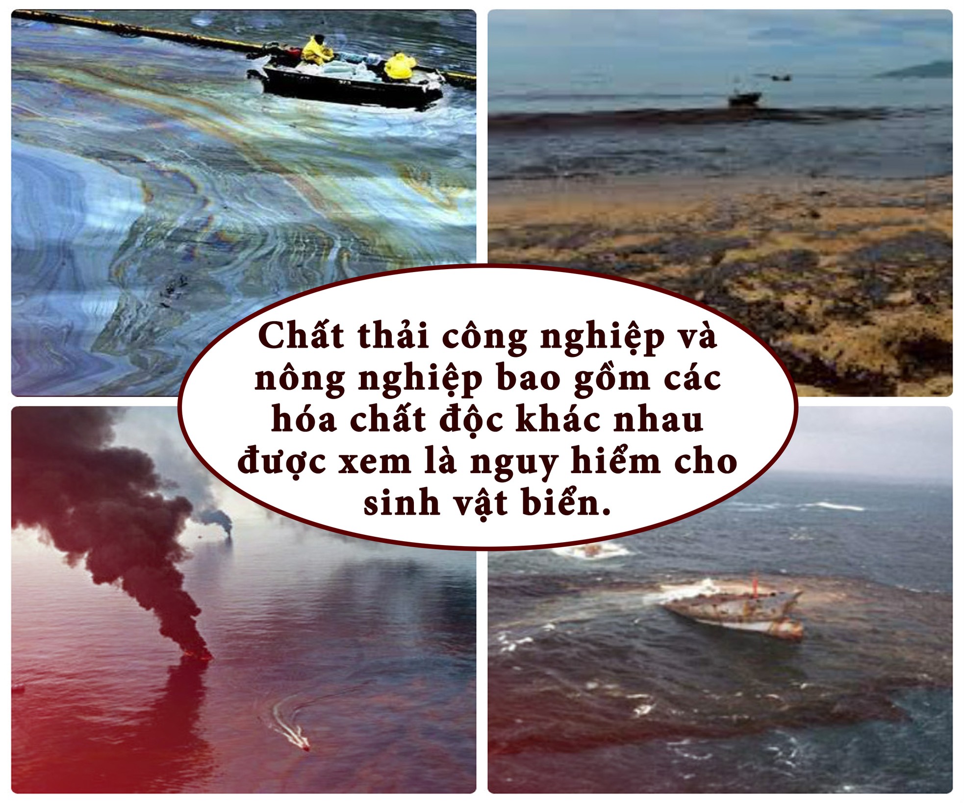 Con người đang 'bức tử' đại dương ảnh 8