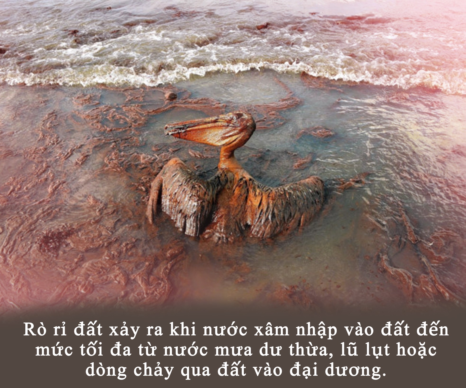 Con người đang 'bức tử' đại dương ảnh 4