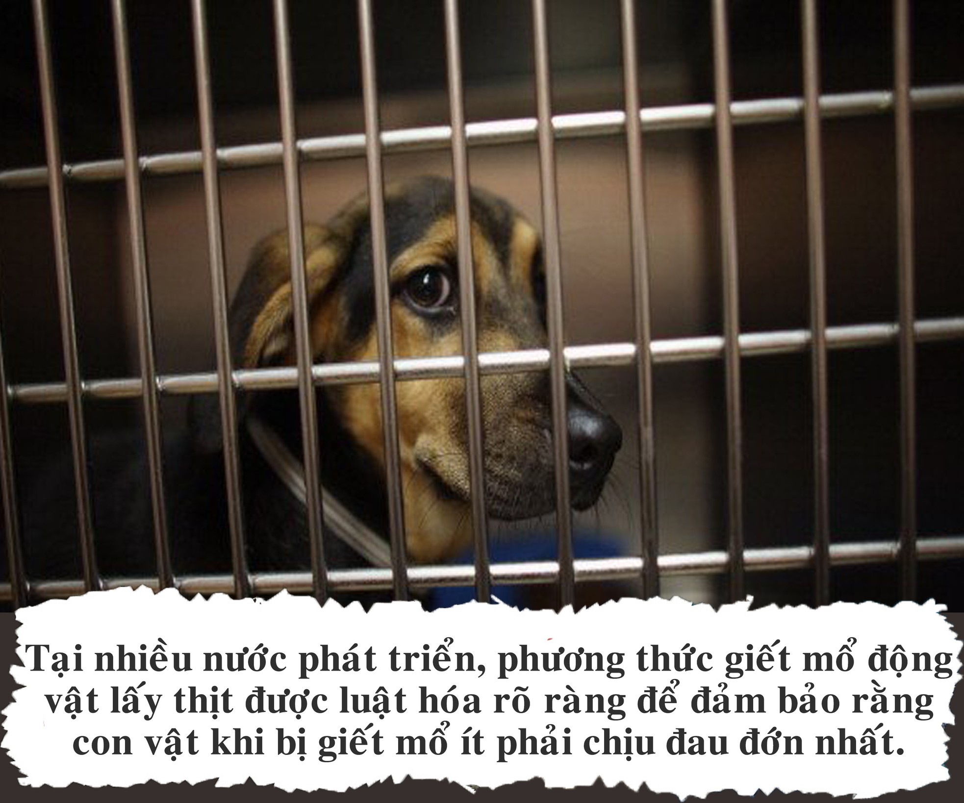 Cuộc xung đột thịt chó ảnh 10