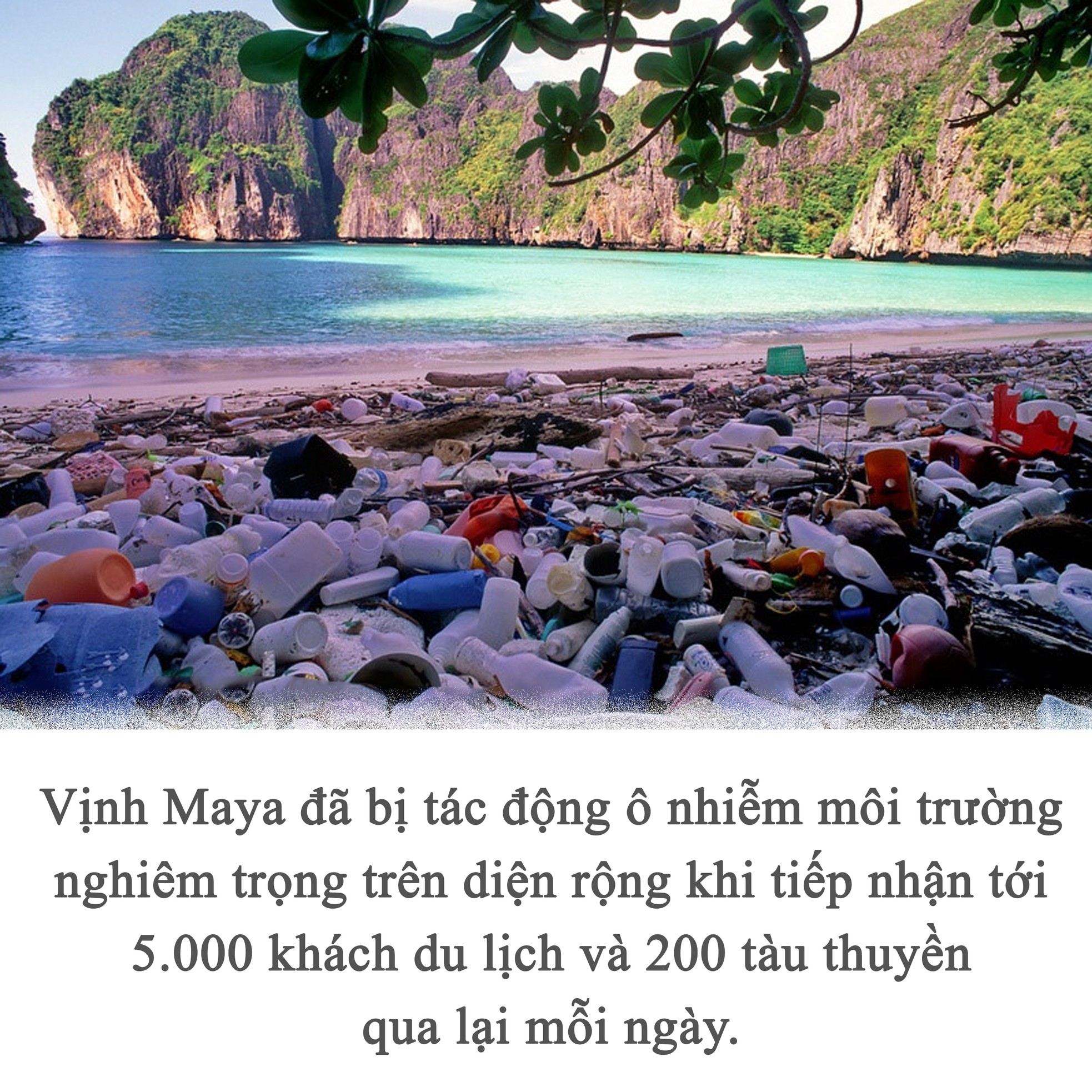 Nỗi buồn ở vịnh Maya ảnh 1