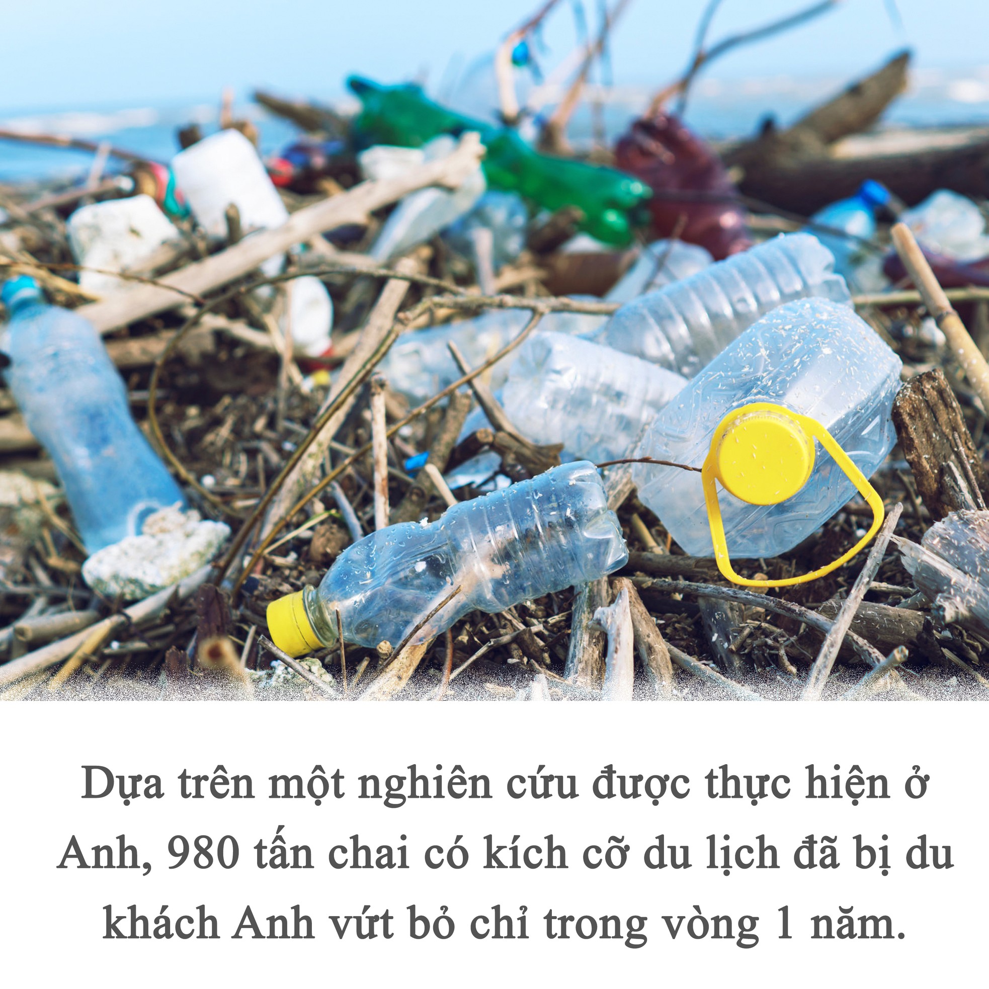 Nỗi buồn ở vịnh Maya ảnh 3