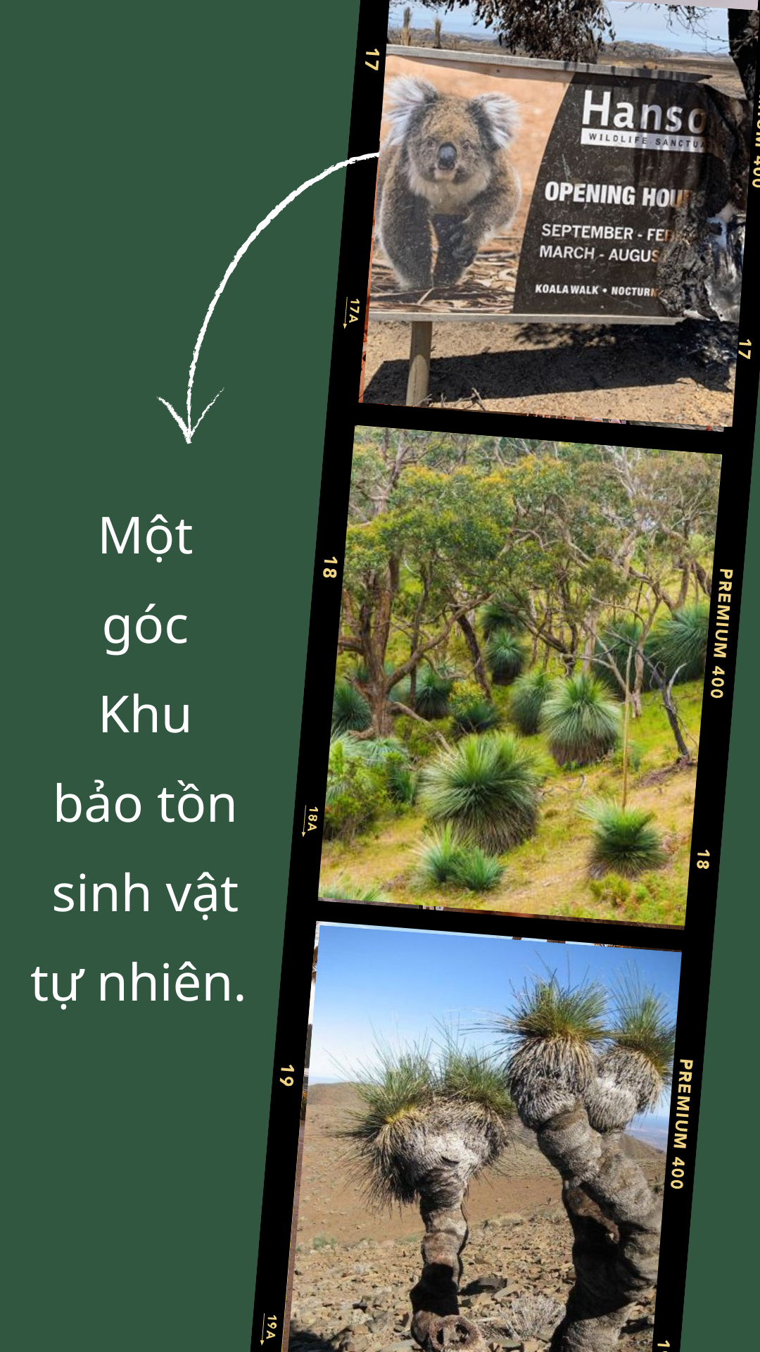 Tinh thần Yacca ảnh 3