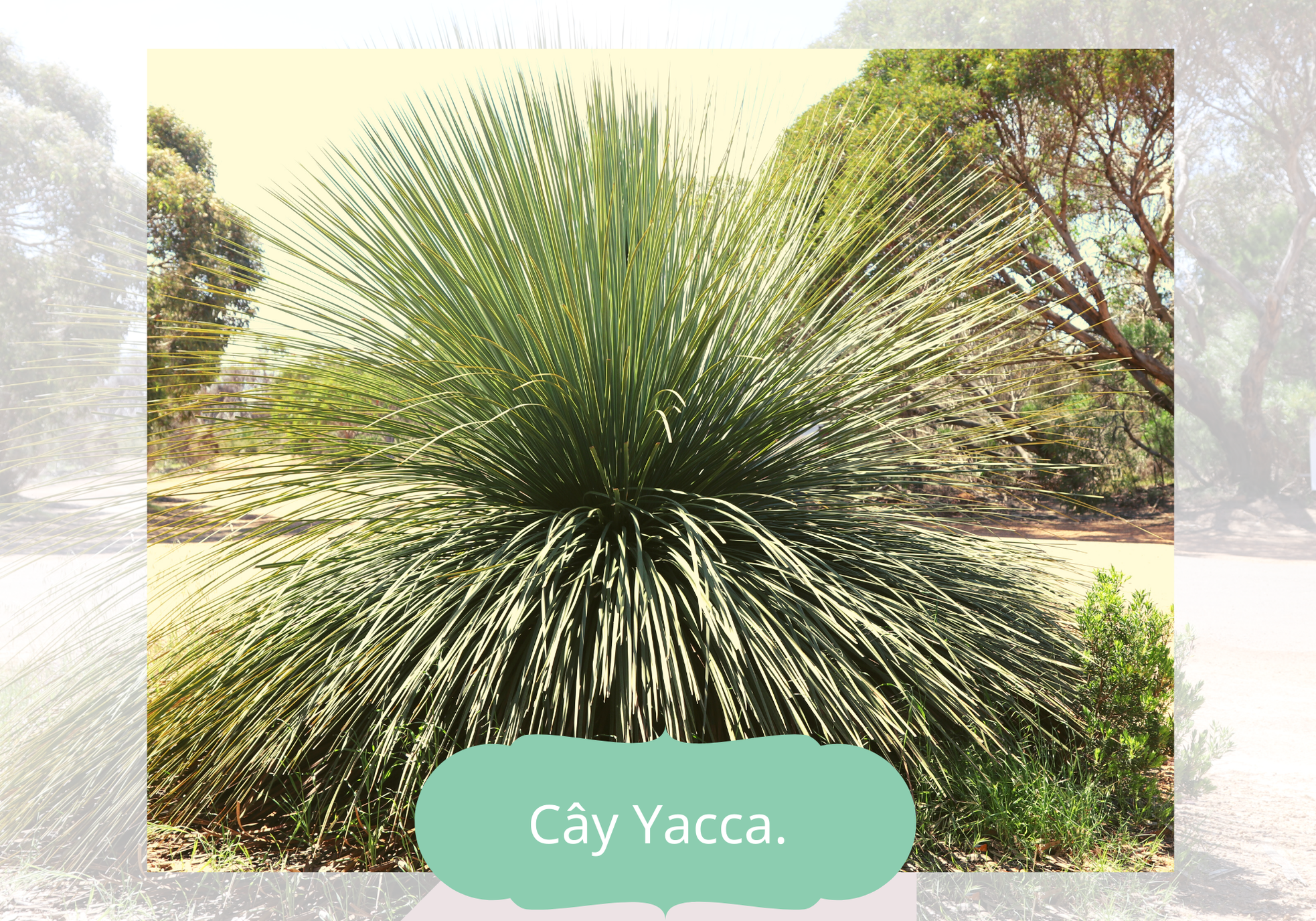 Tinh thần Yacca ảnh 4