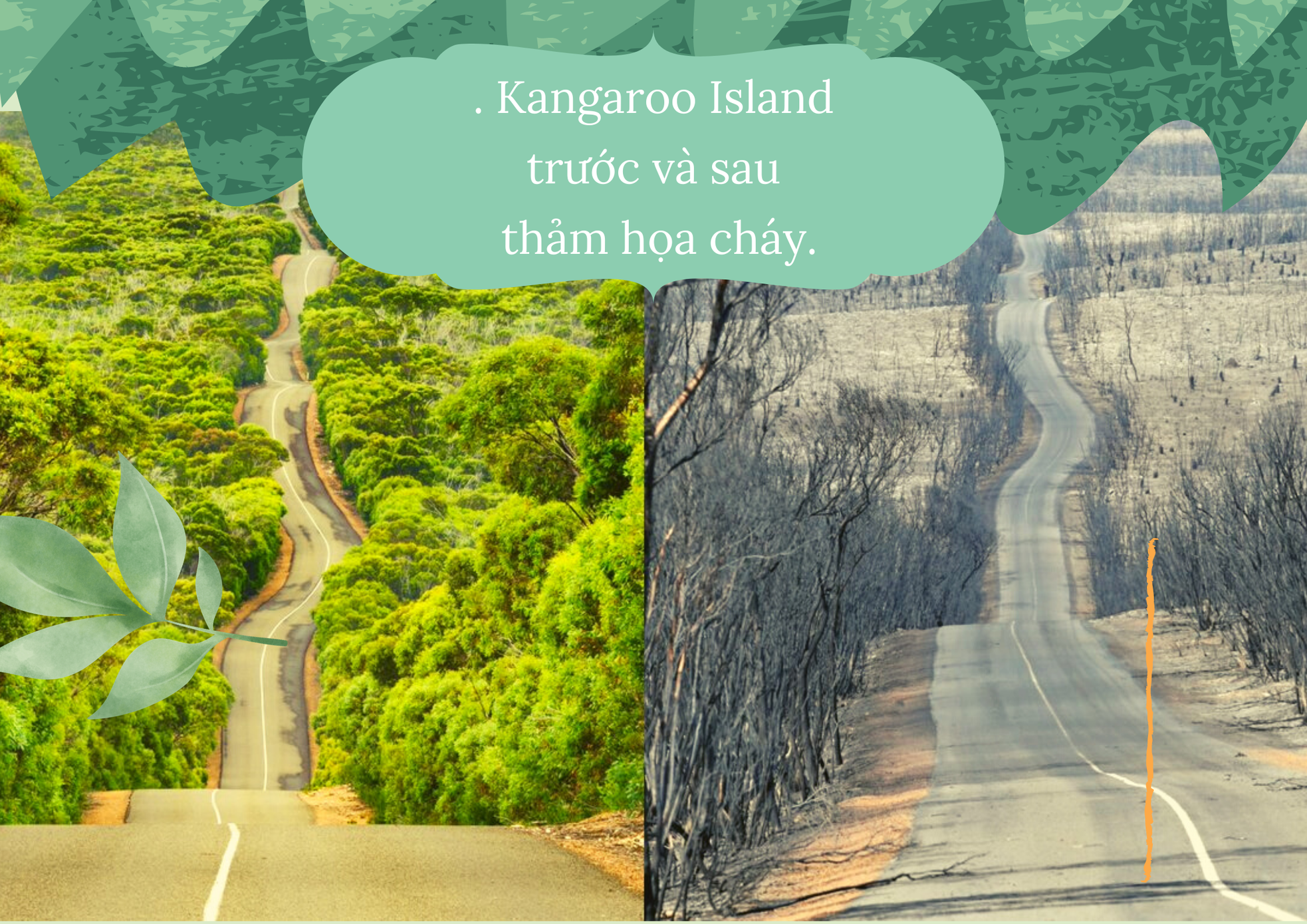 Tinh thần Yacca ảnh 1