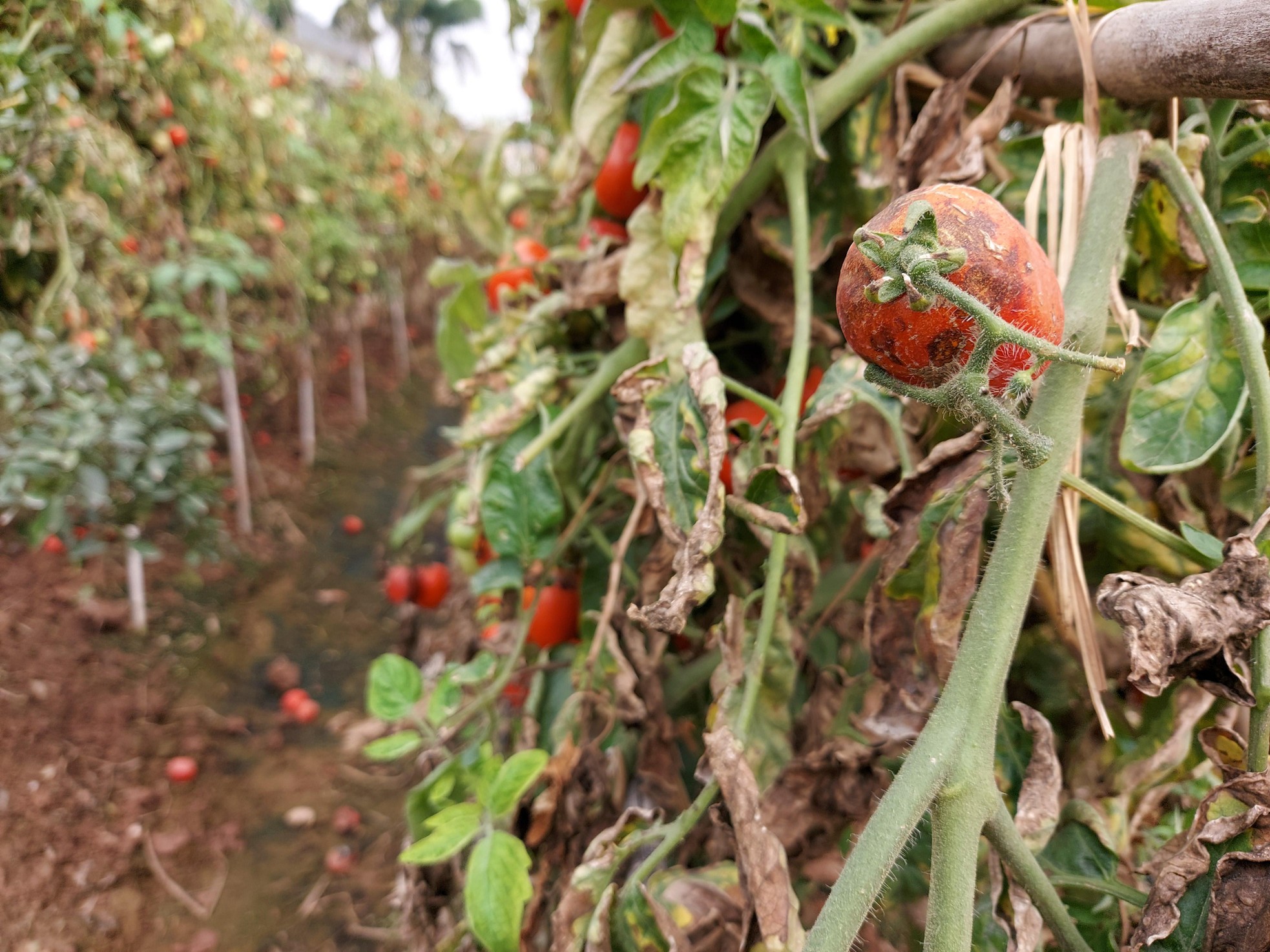 Cứu được rau không? ảnh 5