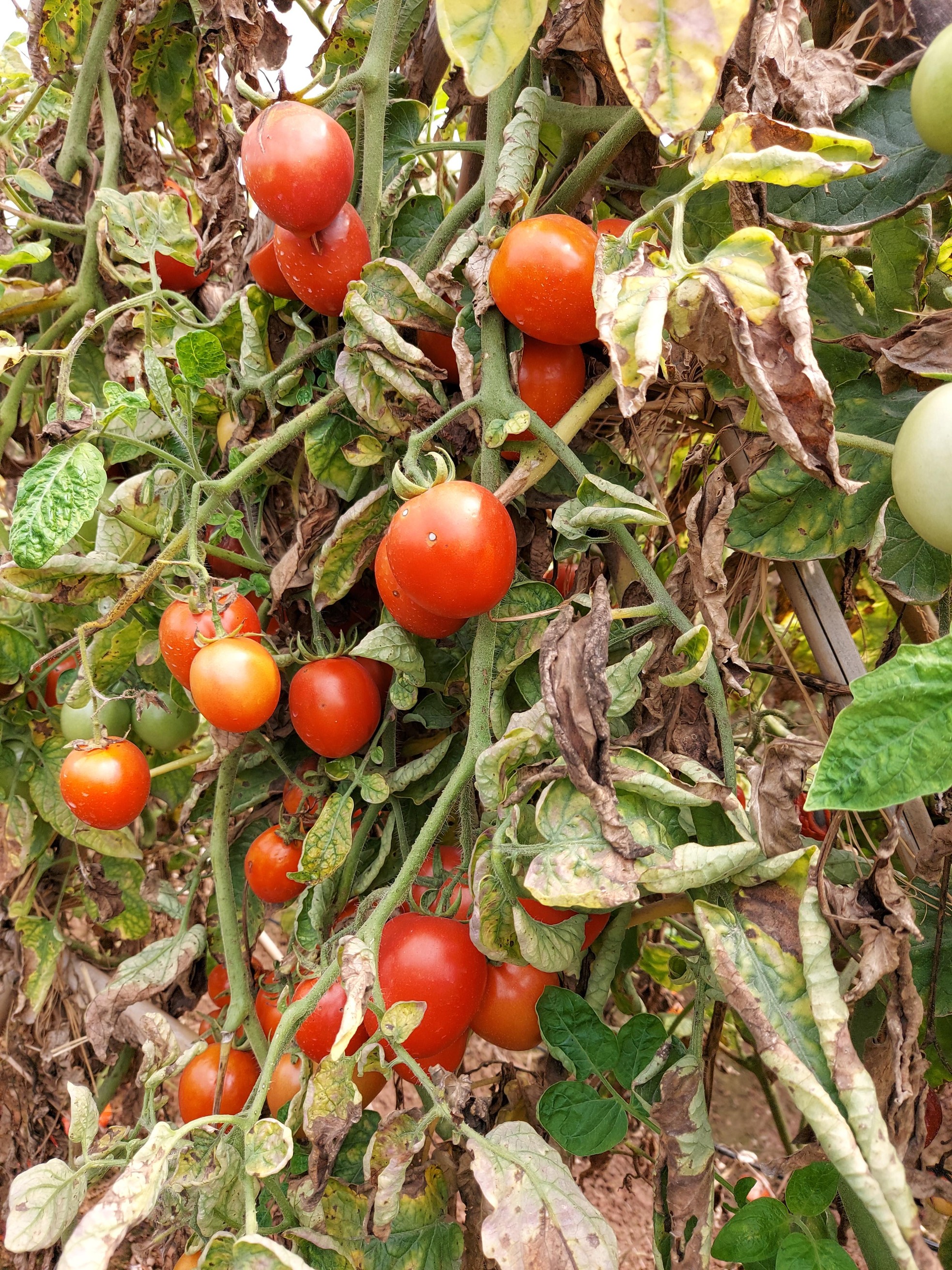 Cứu được rau không? ảnh 4