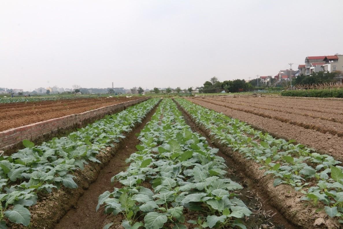 Cứu được rau không? ảnh 9