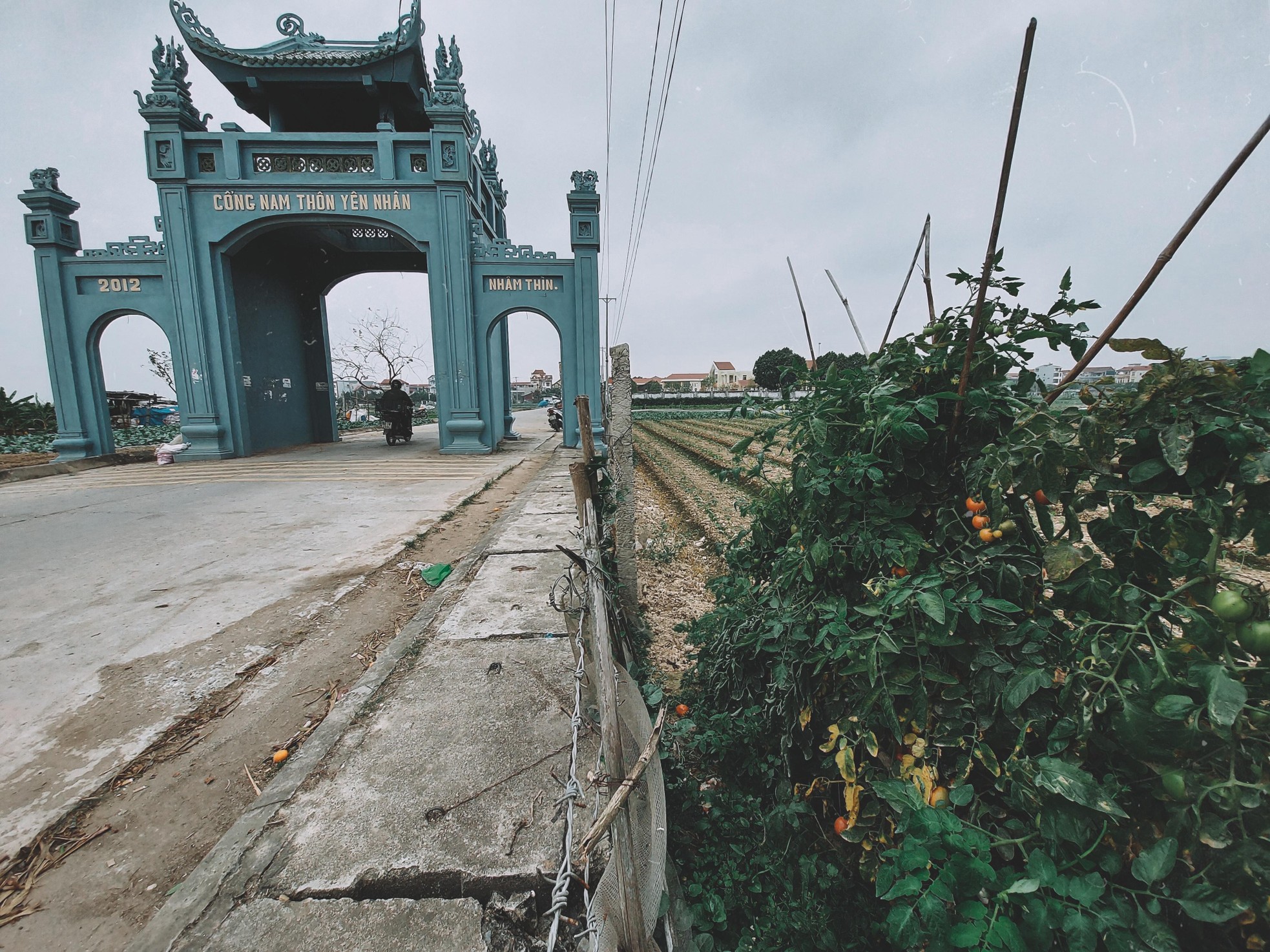 Cứu được rau không? ảnh 10