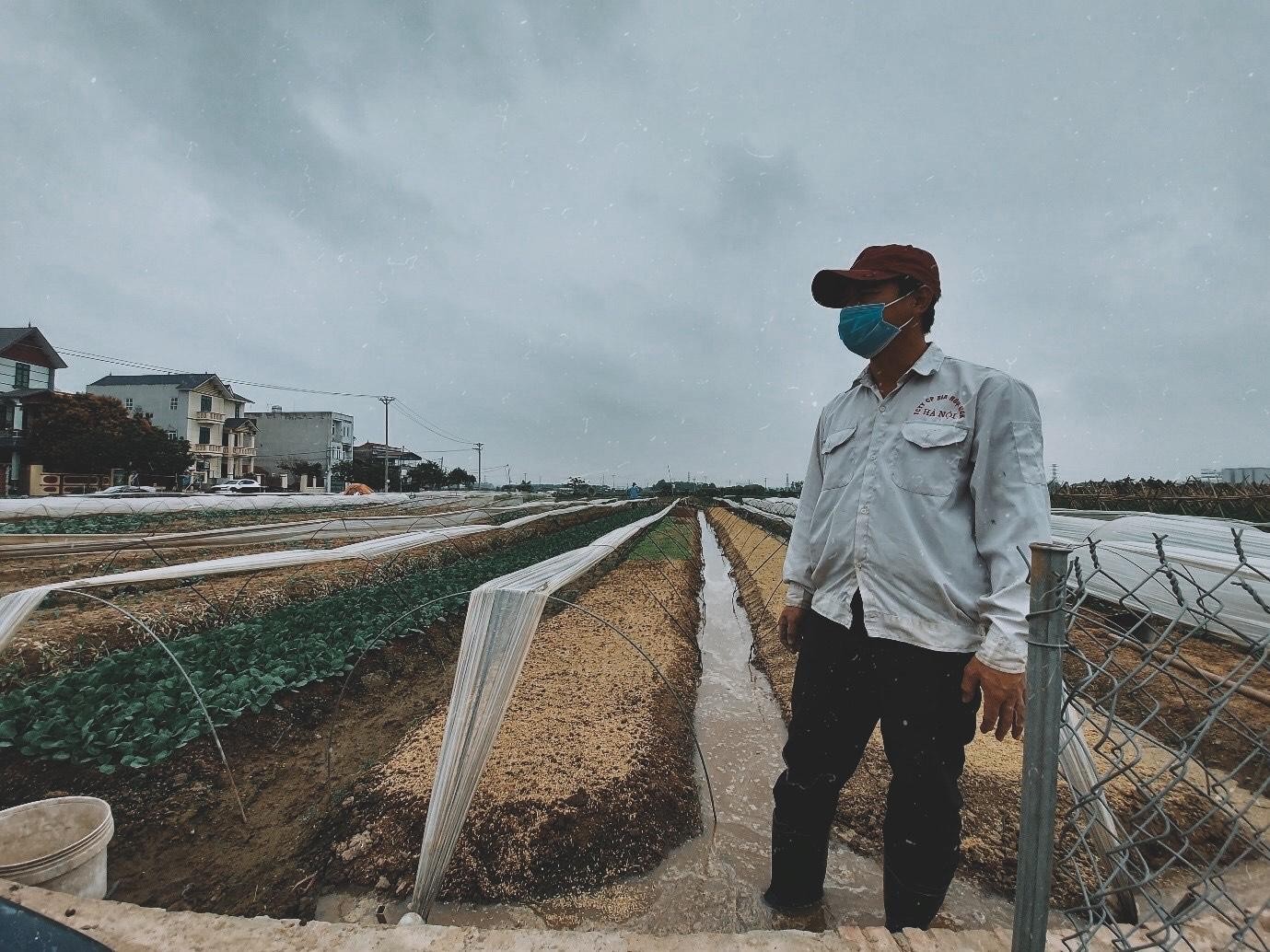 Cứu được rau không? ảnh 7