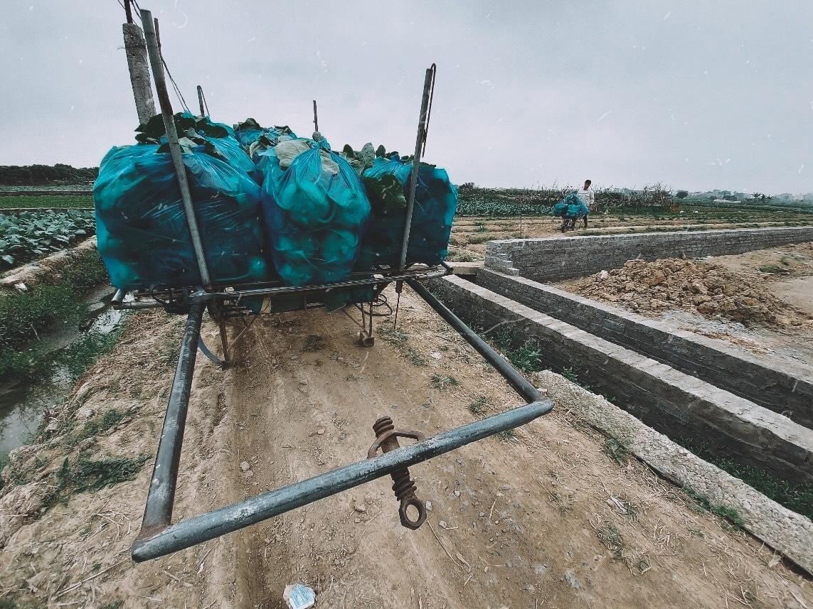 Cứu được rau không? ảnh 6