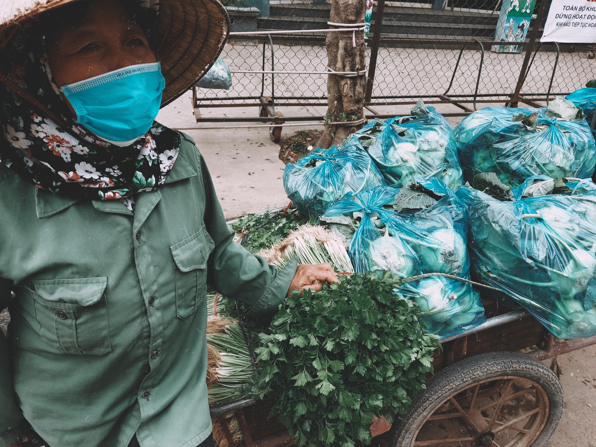 Cứu được rau không? ảnh 1