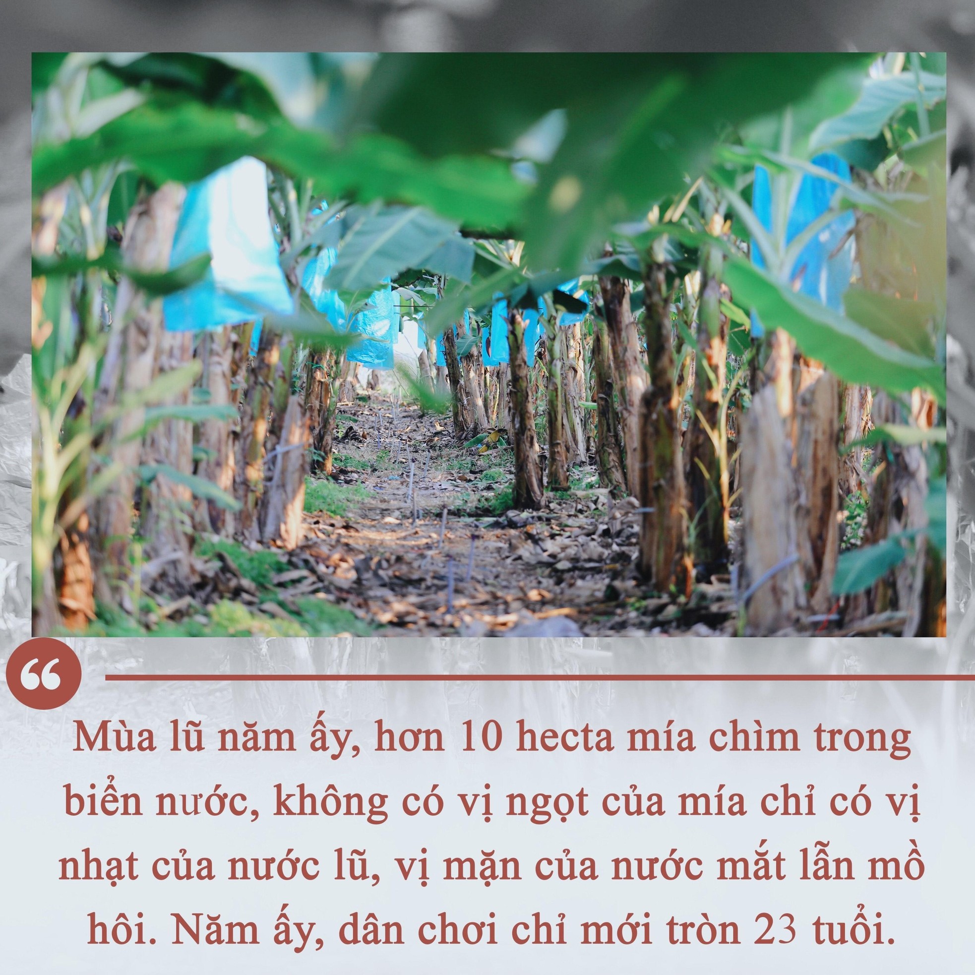 Gặp “Vua Chuối” Võ Quan Huy ảnh 3