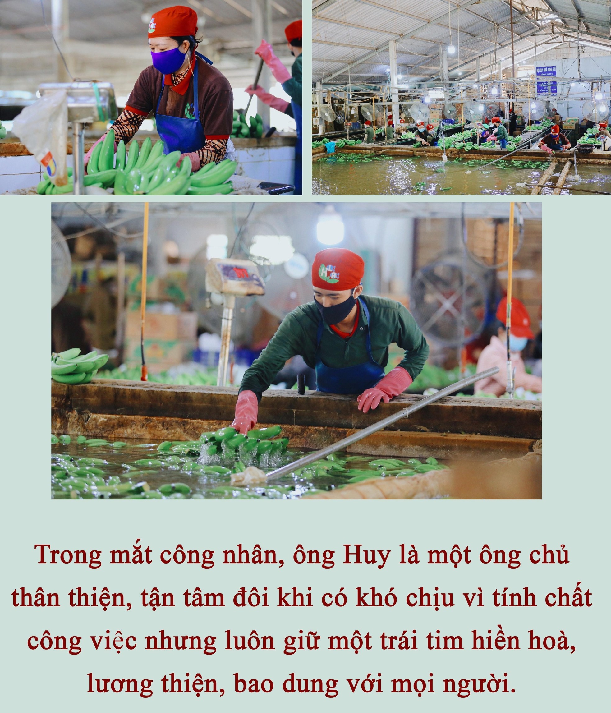 Gặp “Vua Chuối” Võ Quan Huy ảnh 5