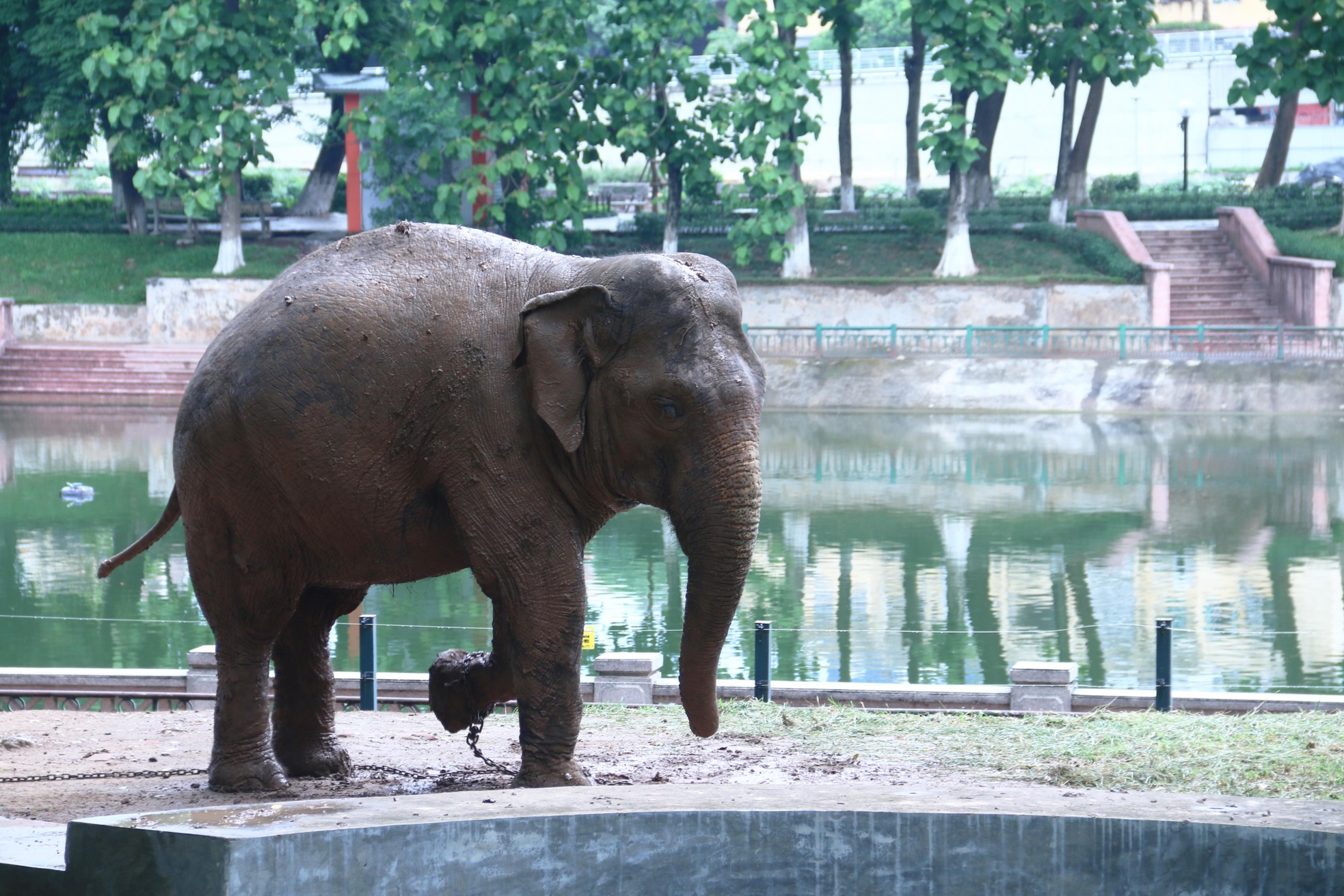 Vườn thú Hà Nội: Tương lai nào cho mô hình safari? ảnh 7