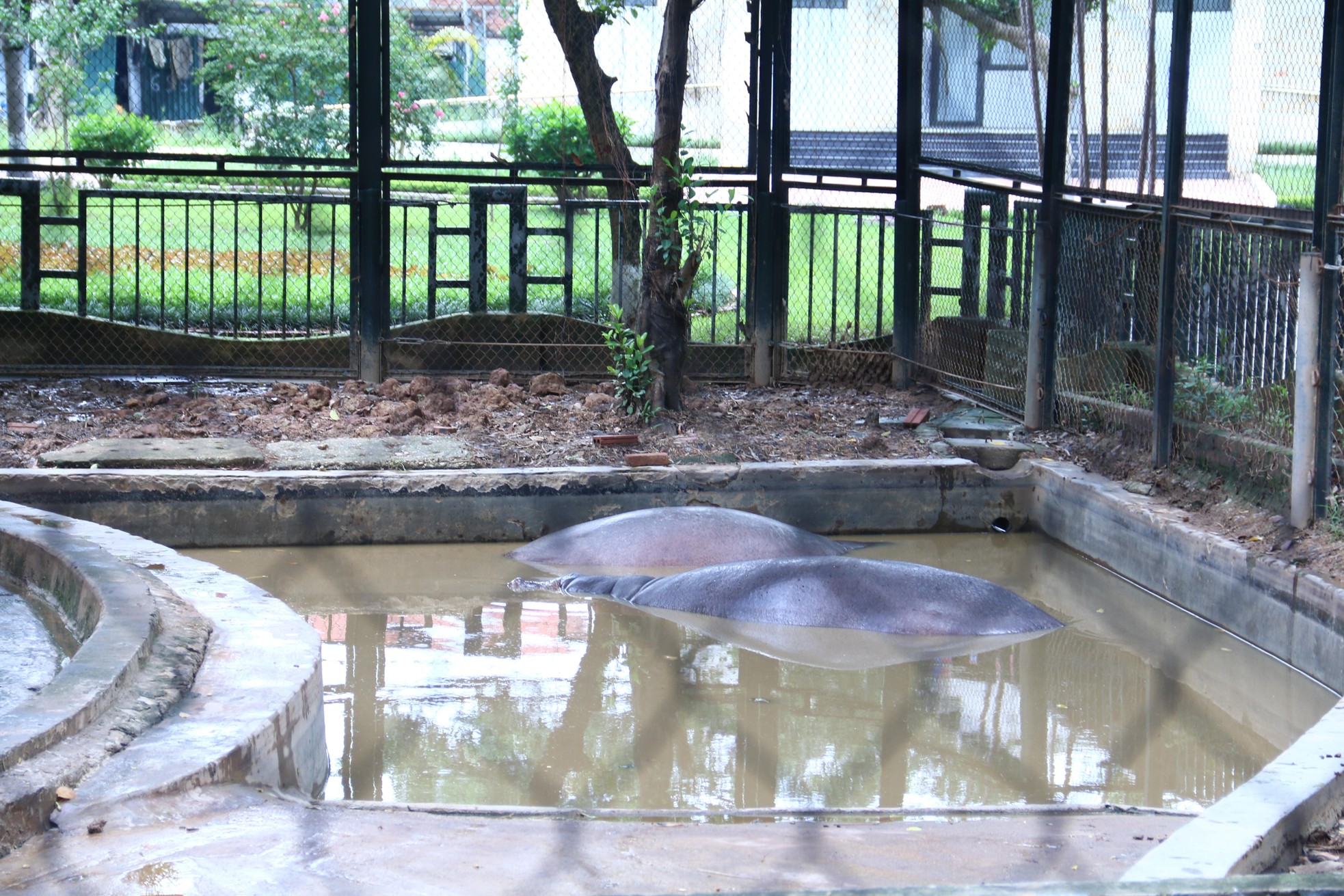 Vườn thú Hà Nội: Tương lai nào cho mô hình safari? ảnh 9