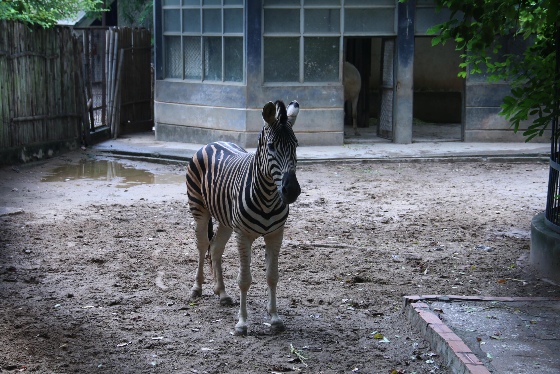 Vườn thú Hà Nội: Tương lai nào cho mô hình safari? ảnh 4