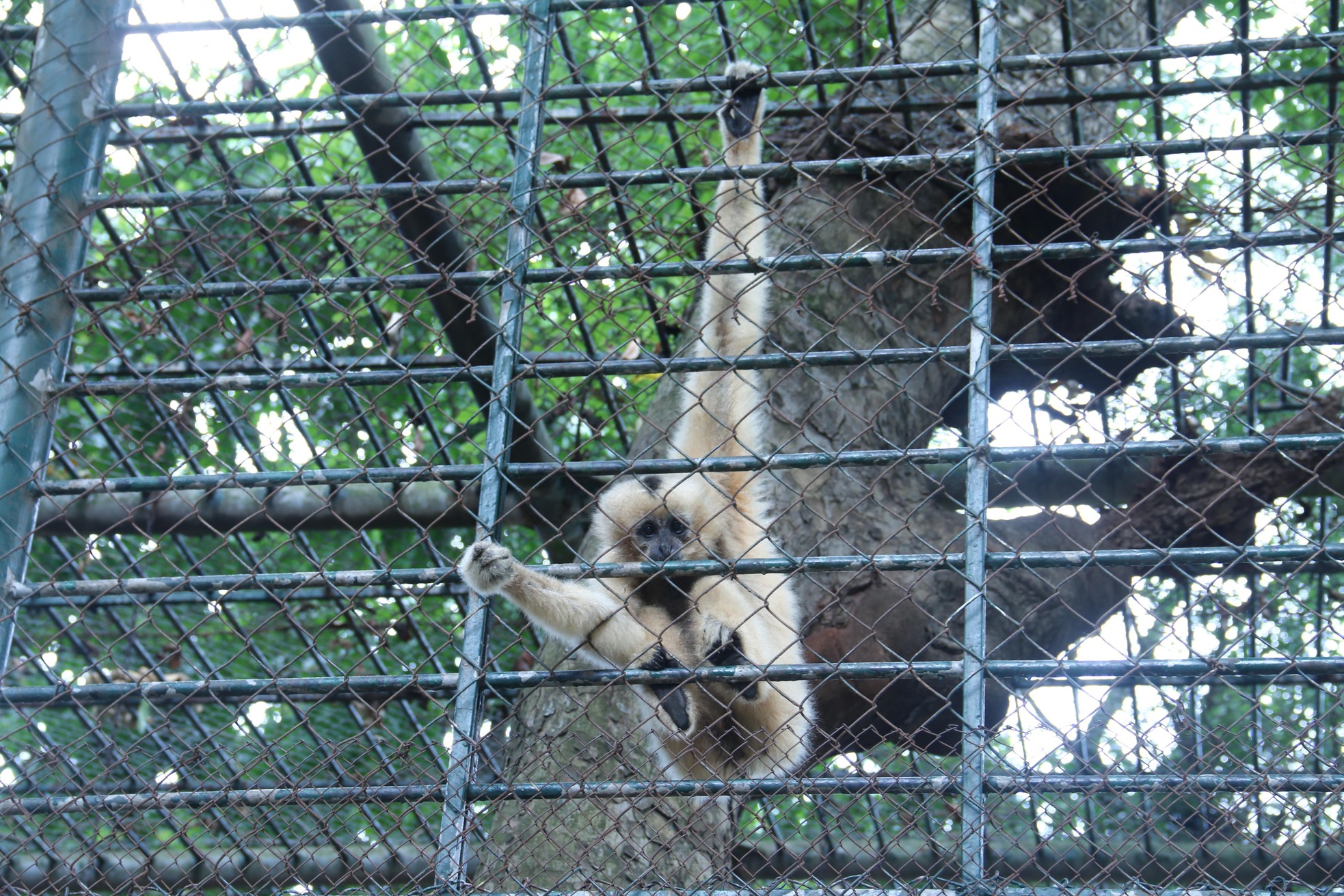 Vườn thú Hà Nội: Tương lai nào cho mô hình safari? ảnh 2