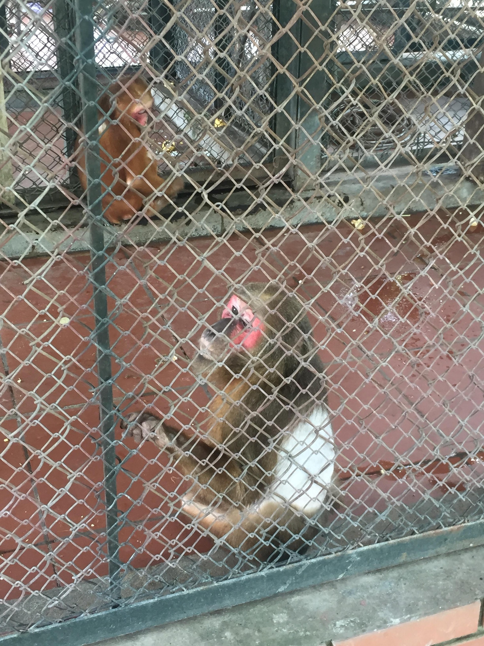 Vườn thú Hà Nội: Tương lai nào cho mô hình safari? ảnh 5