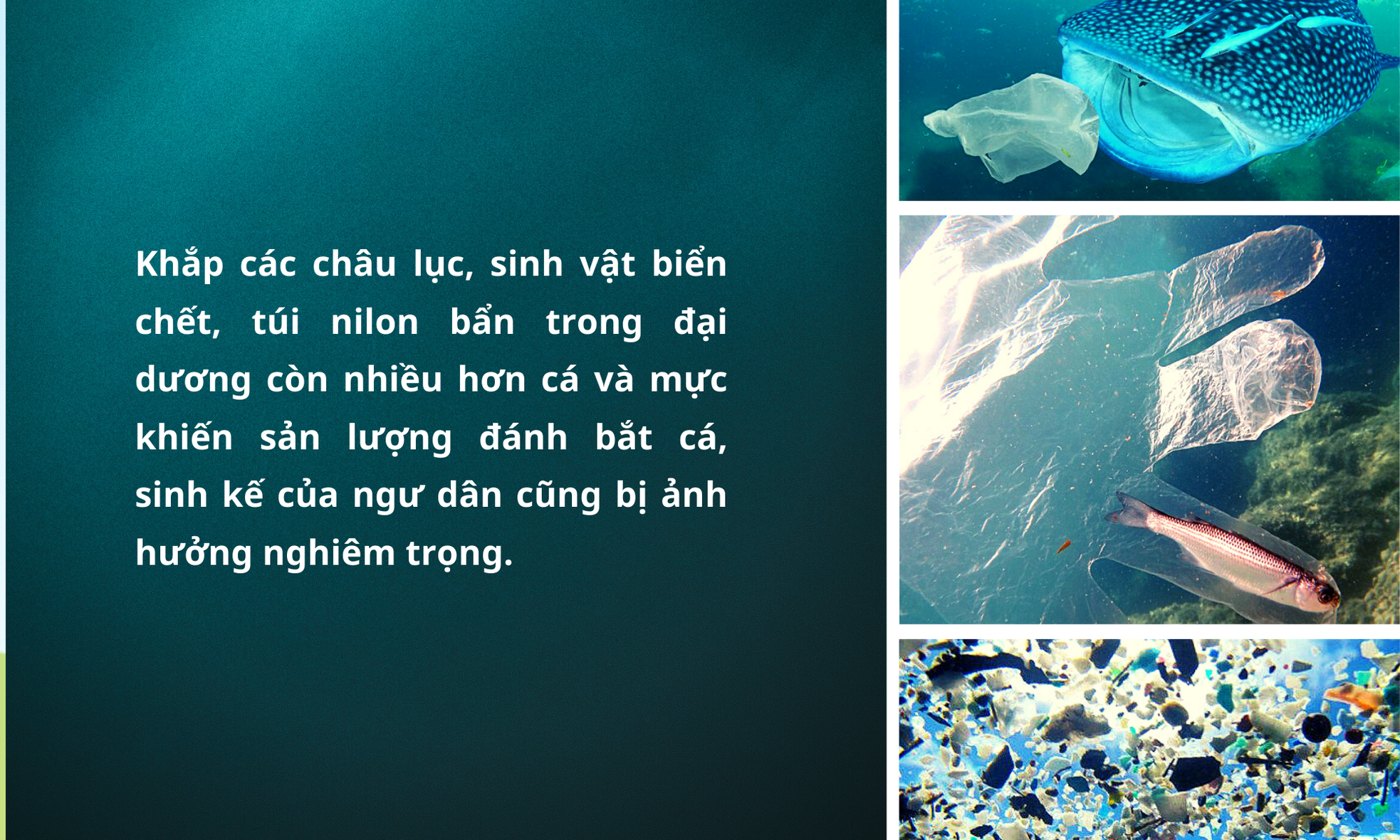 Đáy biển nổi sóng vì rác nhựa - Bài 1: Tương lai dệt bằng… nilon?! ảnh 9