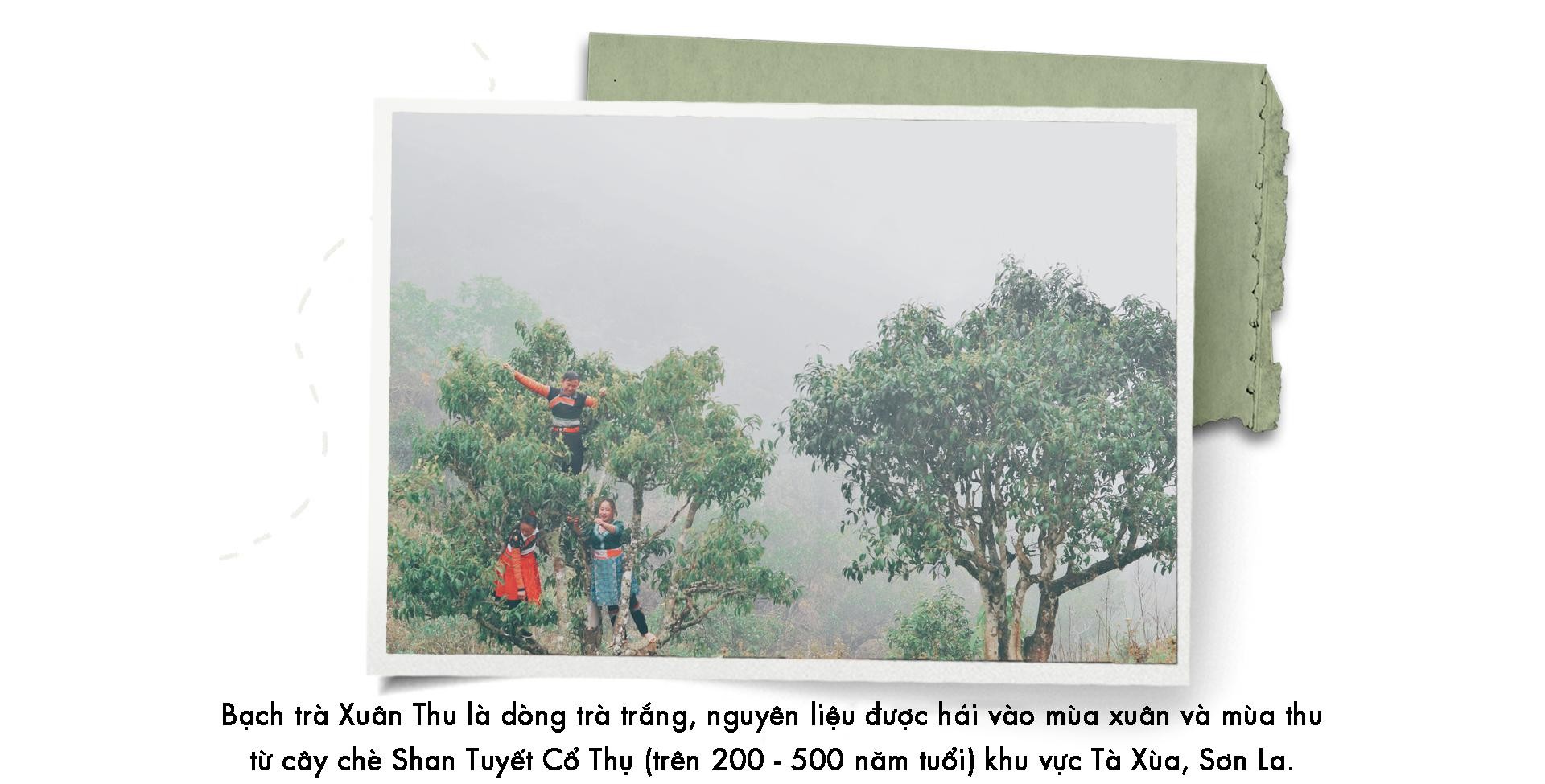 Xuân - Thu trong một tách trà ảnh 3