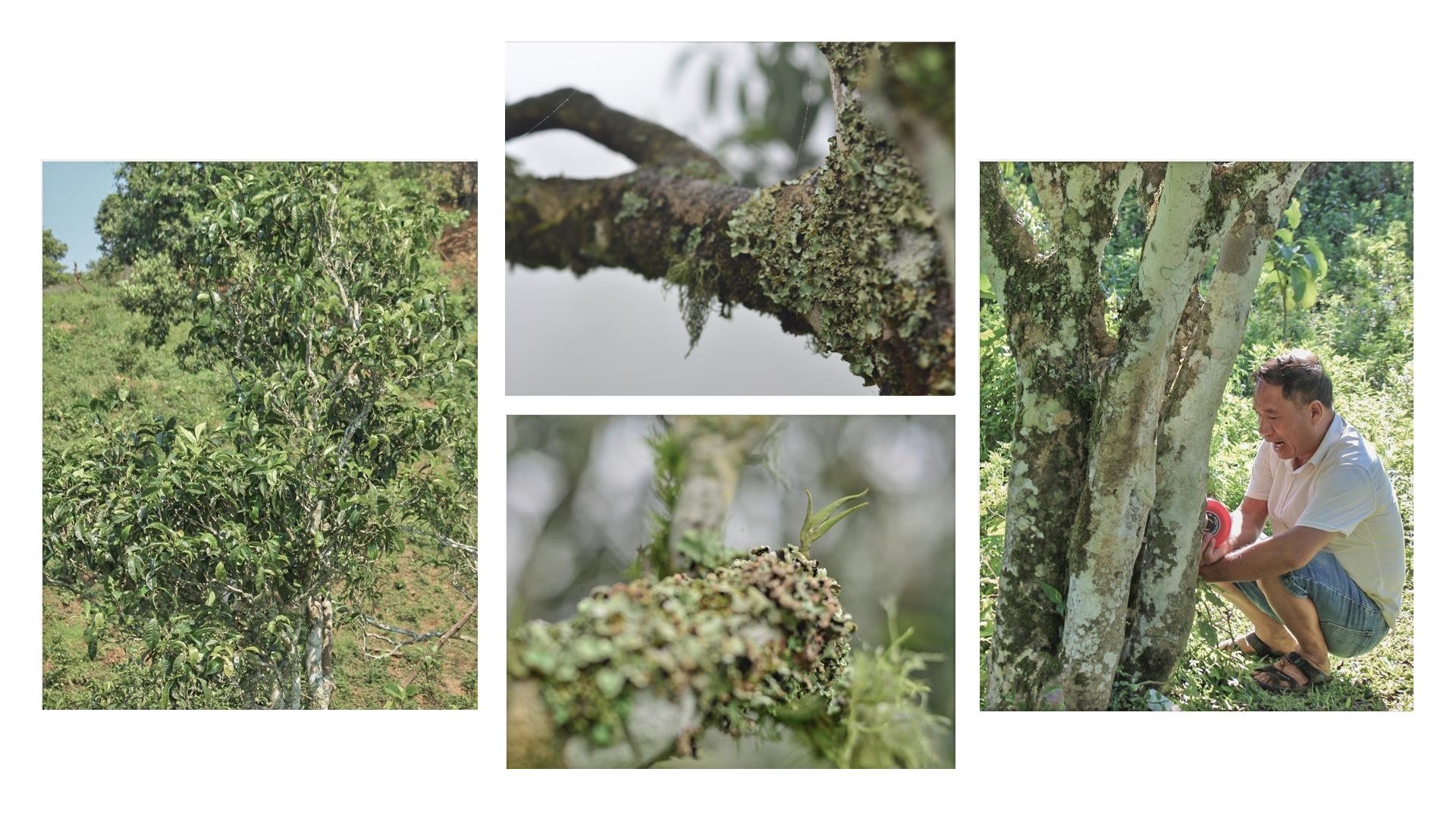 Xuân - Thu trong một tách trà ảnh 11