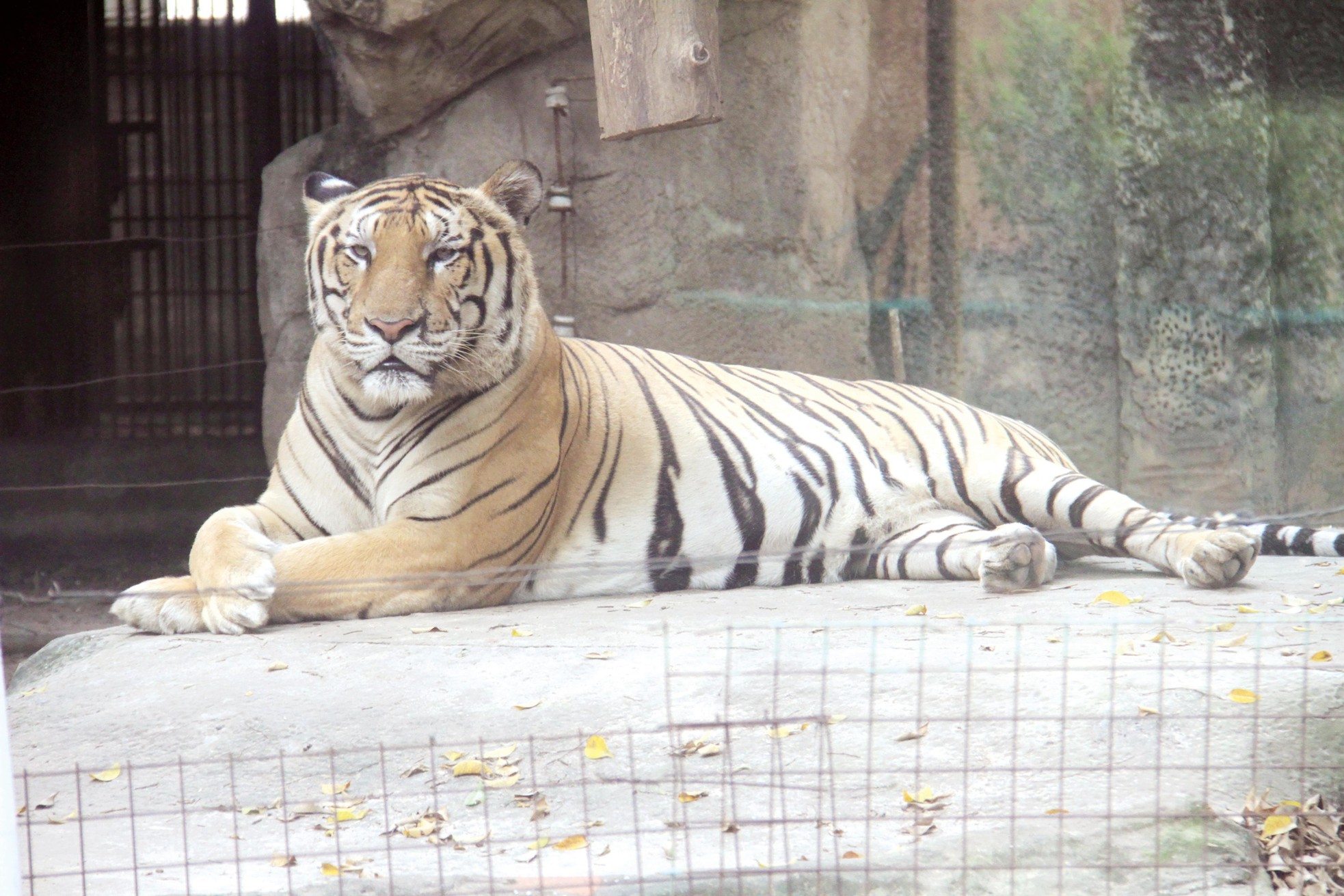 “Ông ba mươi” trước nguy cơ tuyệt chủng ảnh 6