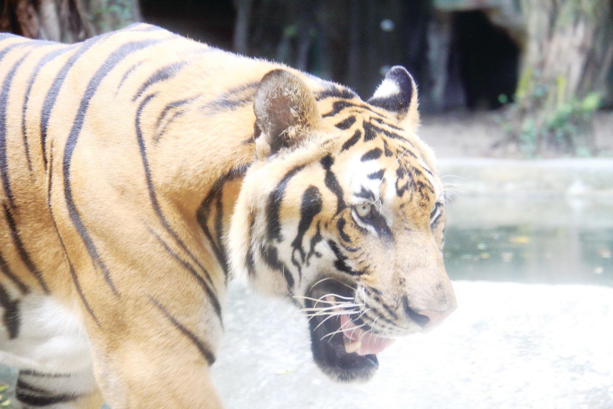 “Ông ba mươi” trước nguy cơ tuyệt chủng ảnh 4