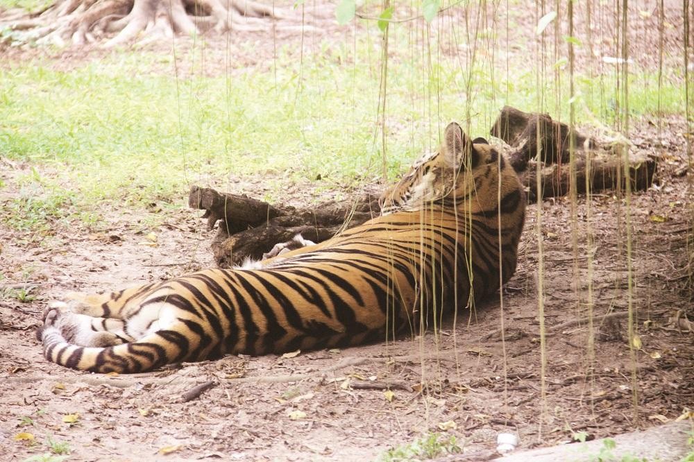 “Ông ba mươi” trước nguy cơ tuyệt chủng ảnh 7