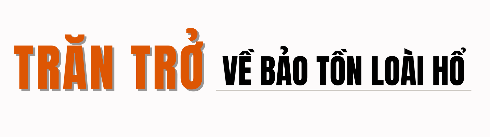 “Ông ba mươi” trước nguy cơ tuyệt chủng ảnh 5