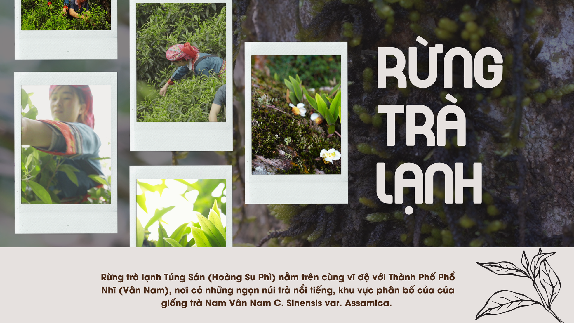 Chén trà di sản ảnh 5