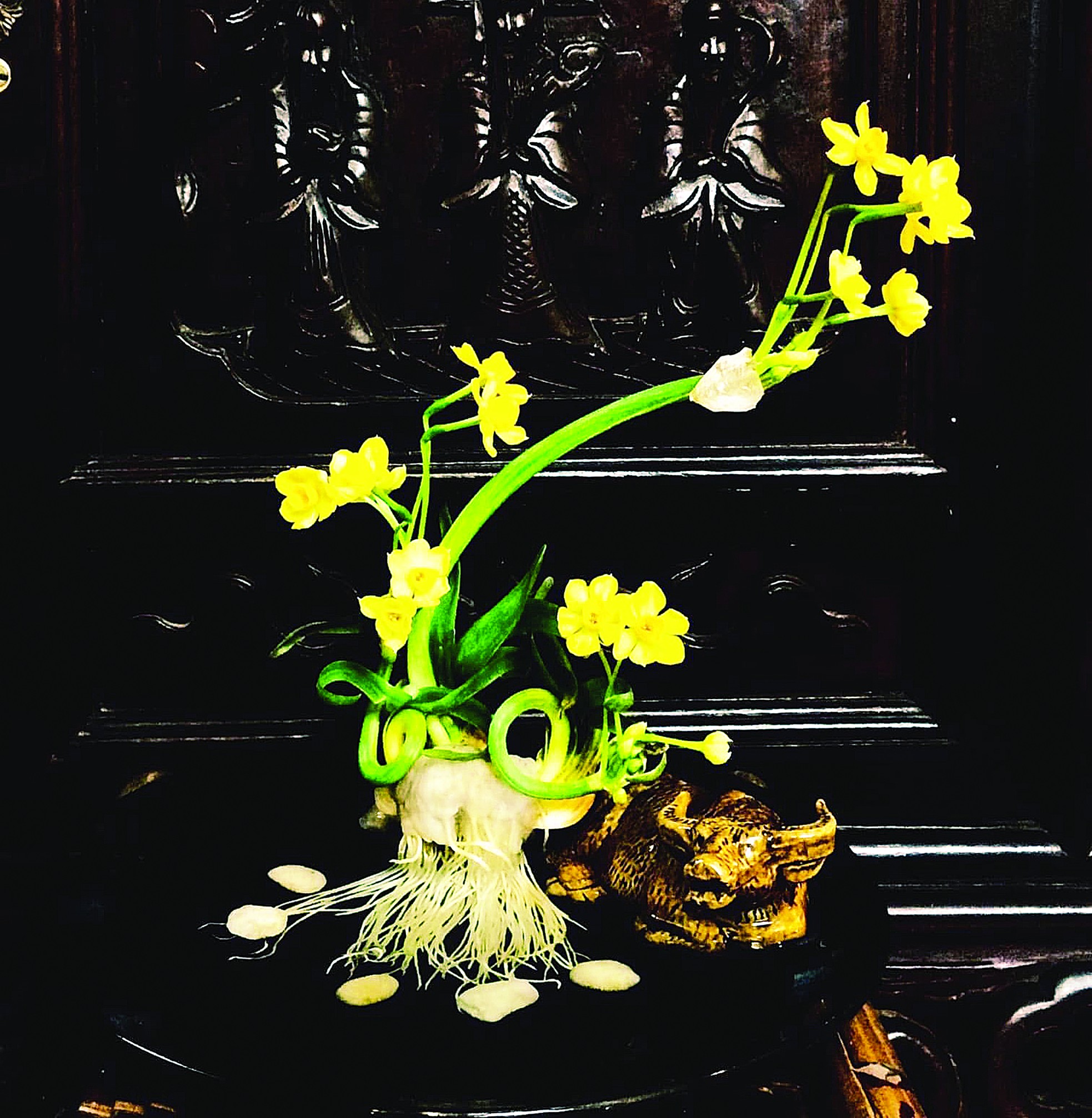 Ăn Tết thủy tiên ảnh 8