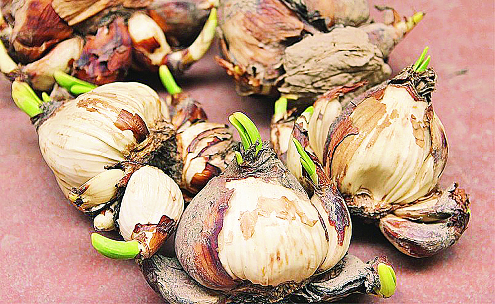 Ăn Tết thủy tiên ảnh 6