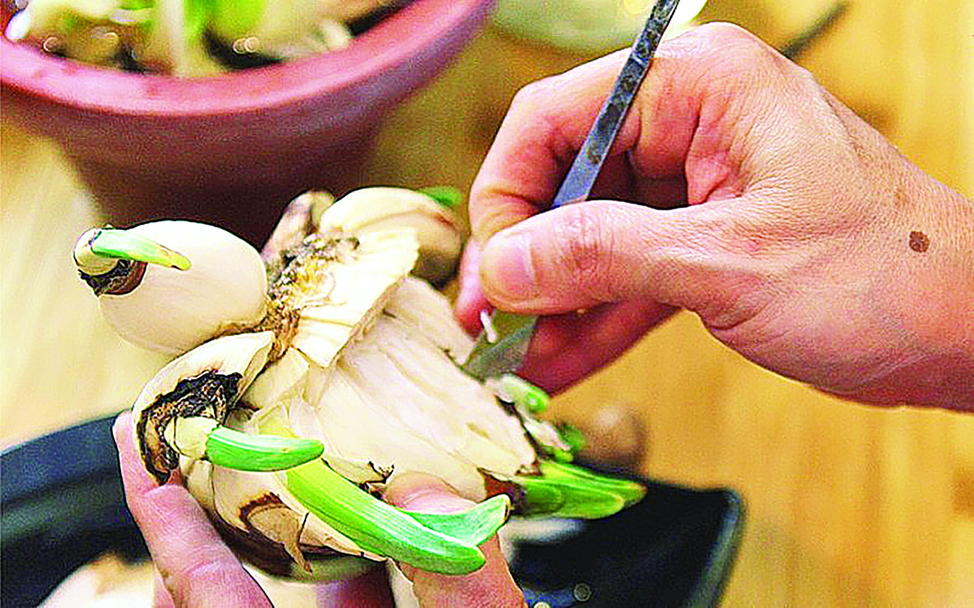 Ăn Tết thủy tiên ảnh 7