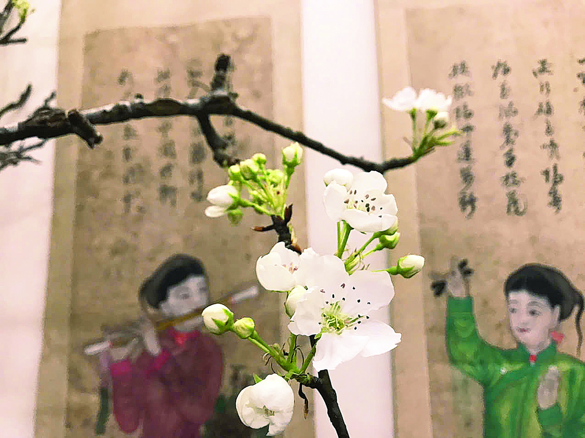 Thú chơi hoa lê ảnh 1