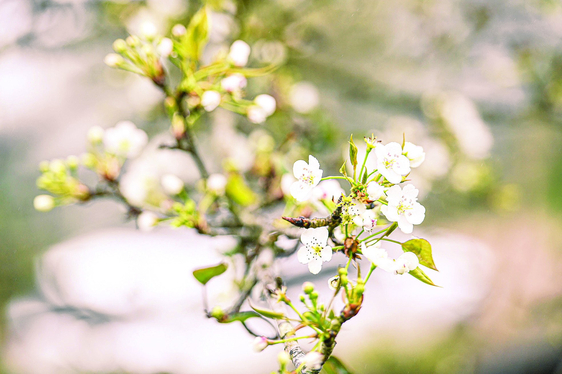 Thú chơi hoa lê ảnh 5