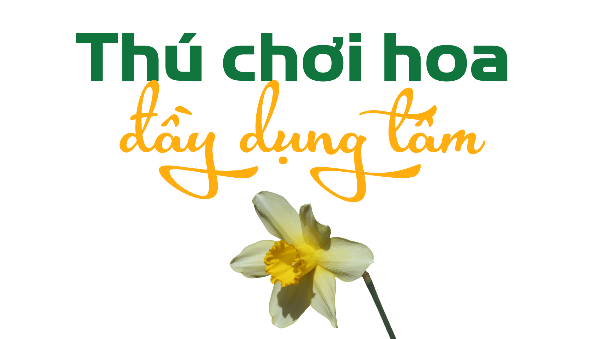 Ăn Tết thủy tiên ảnh 5