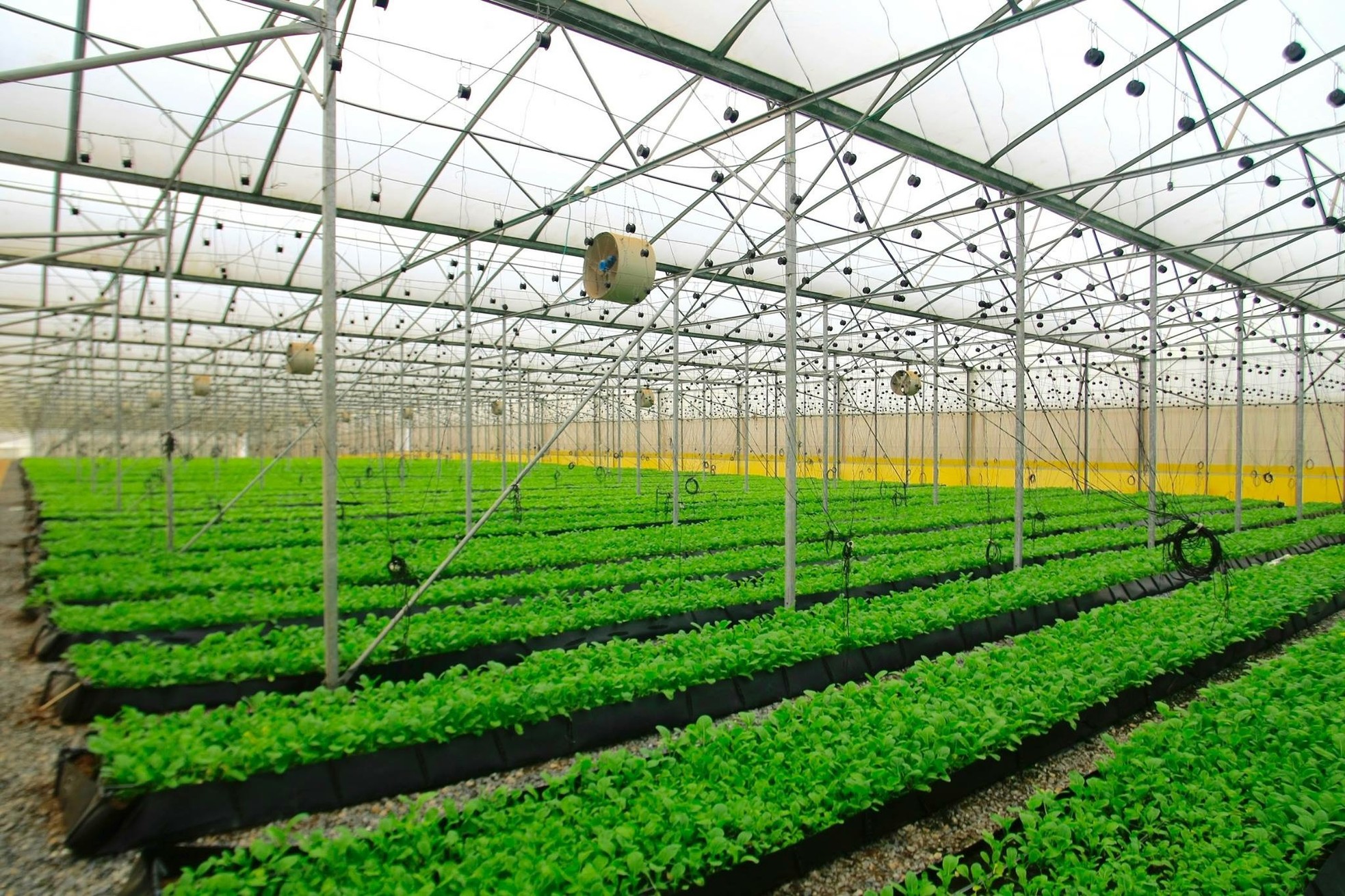 “Sử dụng dữ liệu vào sản xuất là điều bắt buộc trong kỷ nguyên mới” ảnh 3