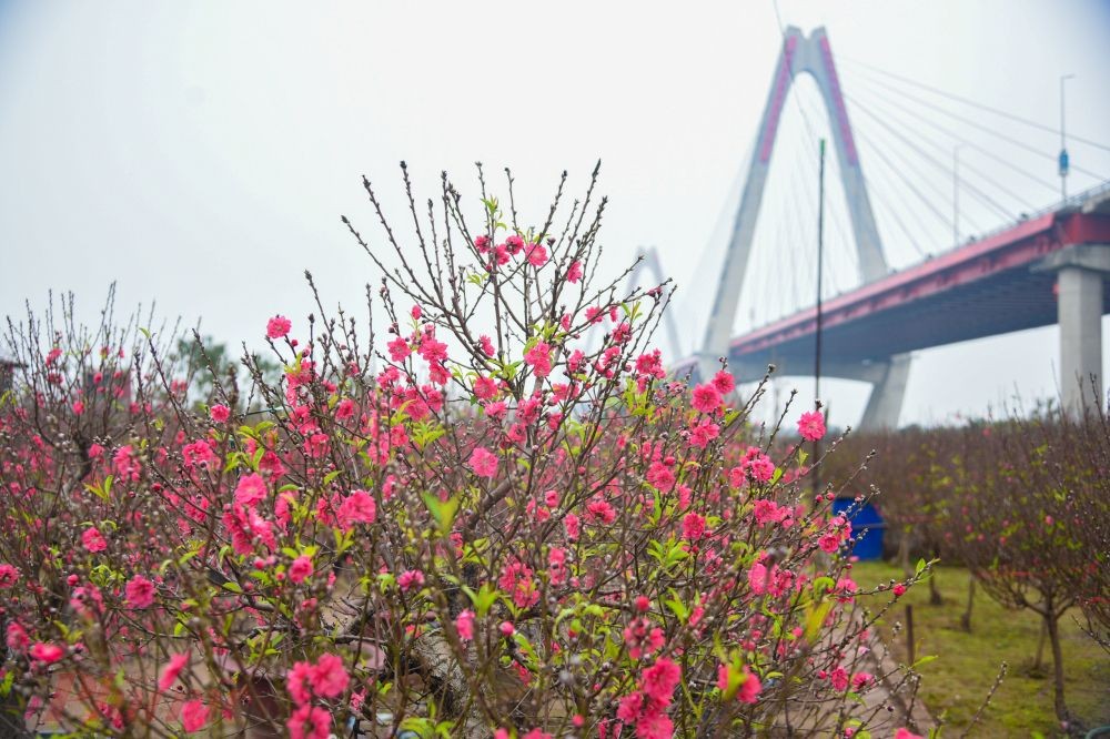 Dáng hình Việt Nam ảnh 5