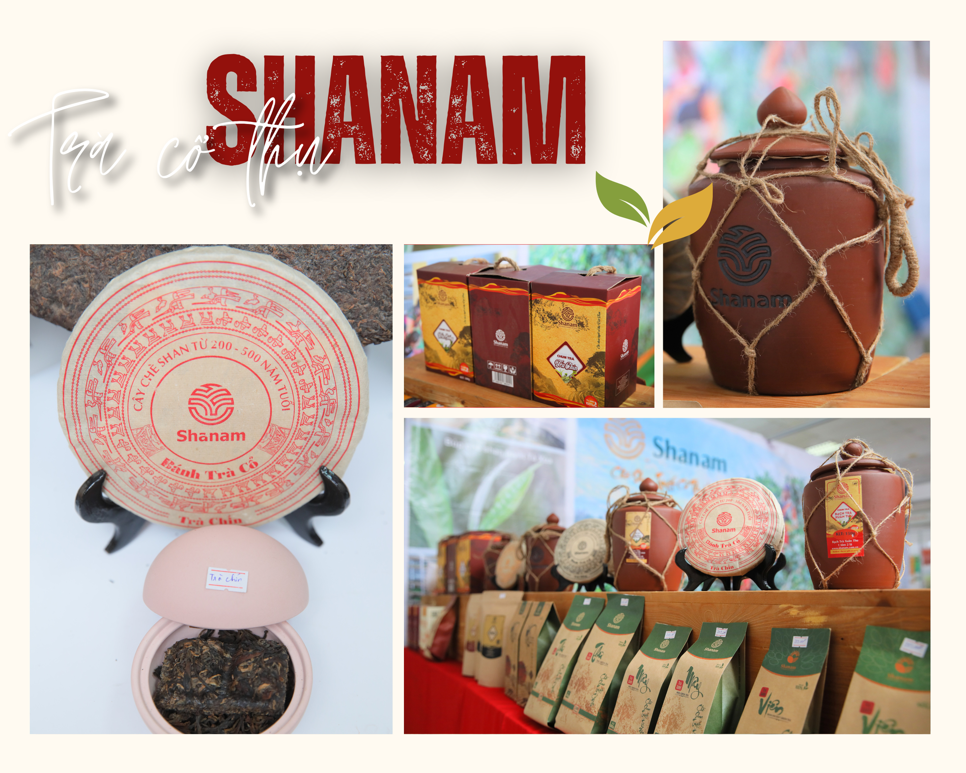 Trà cổ thụ Shanam - Gốc xưa chảy vào ngày mới ảnh 4