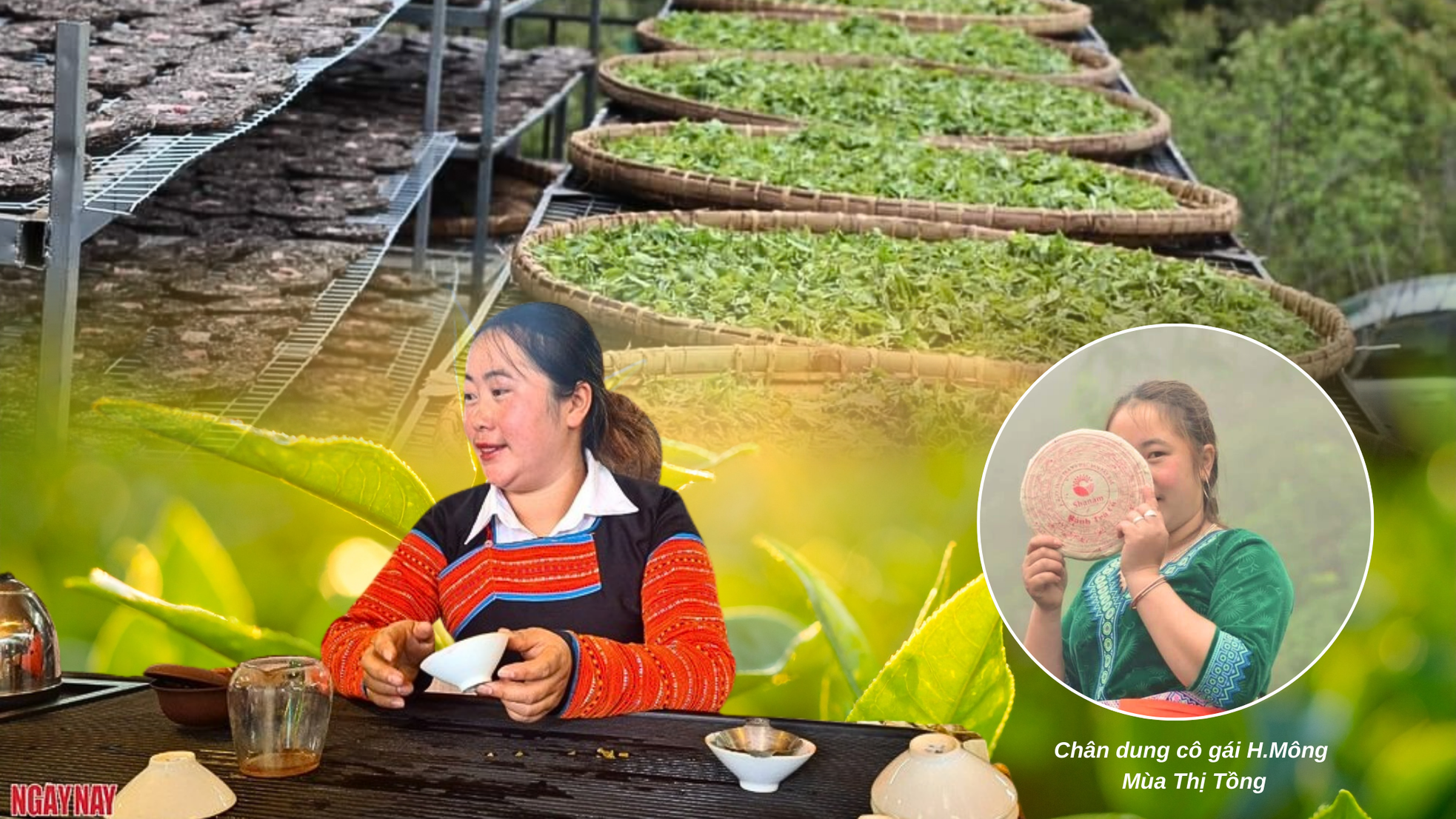 Trà cổ thụ Shanam - Gốc xưa chảy vào ngày mới ảnh 2