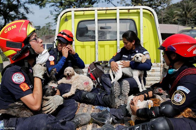Rescue workers carry injured pets and livestock to safety in the aftermath of the deadly eruption