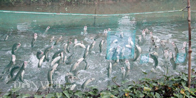 Anh nông dân Cần Thơ gọi cả vạn con cá lóc nhảy múa trên mặt nước - ảnh 4
